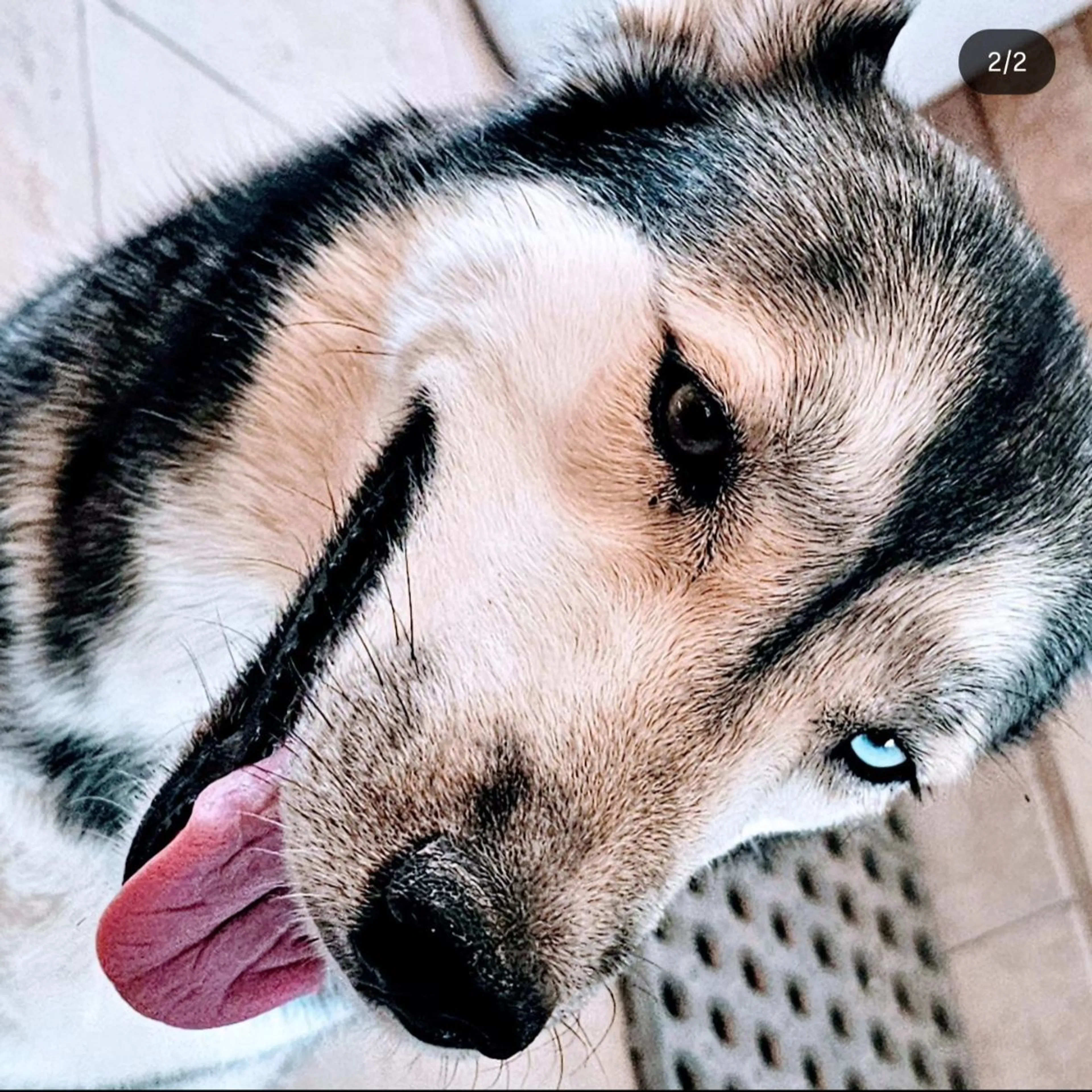 Lost pet-0