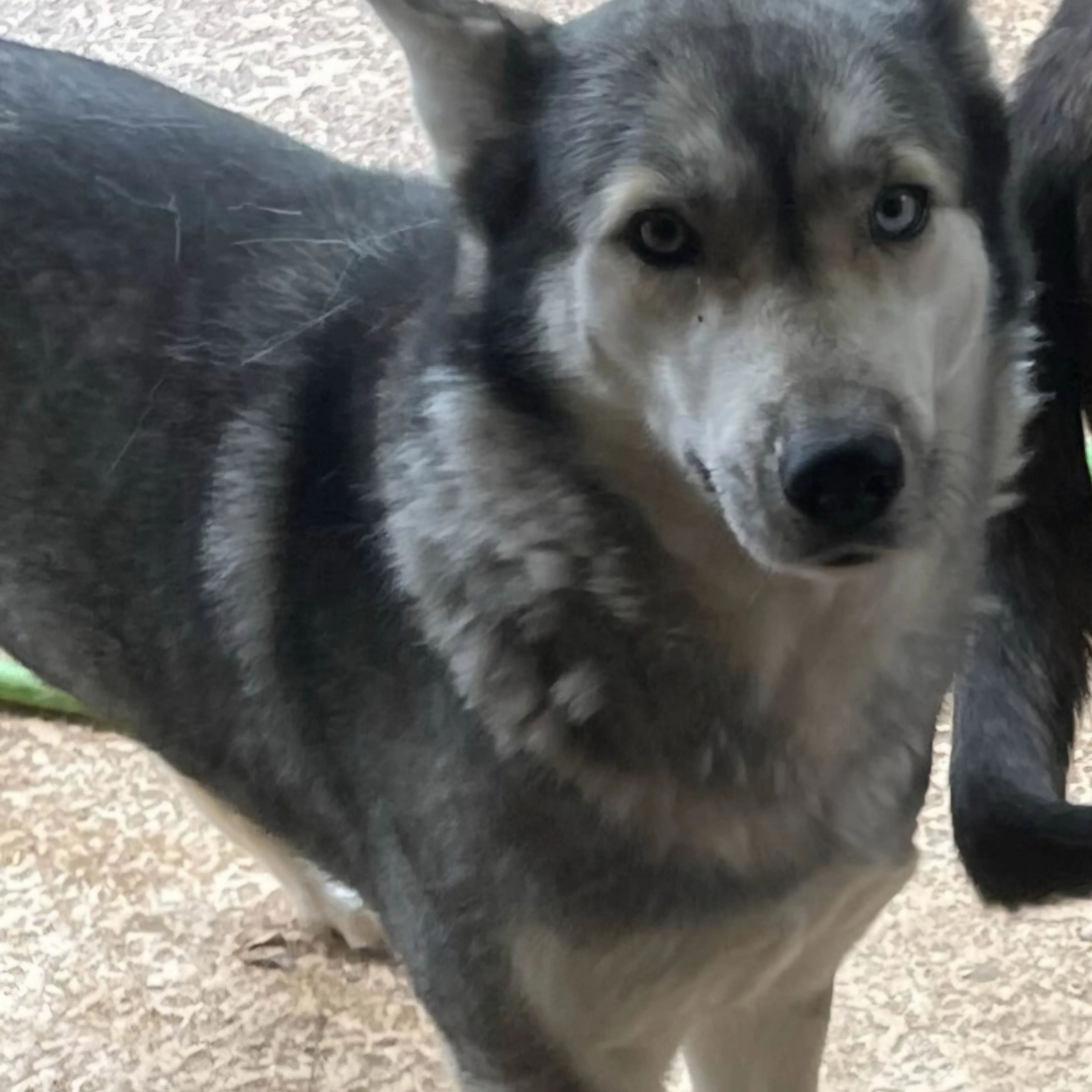 Lost pet-1