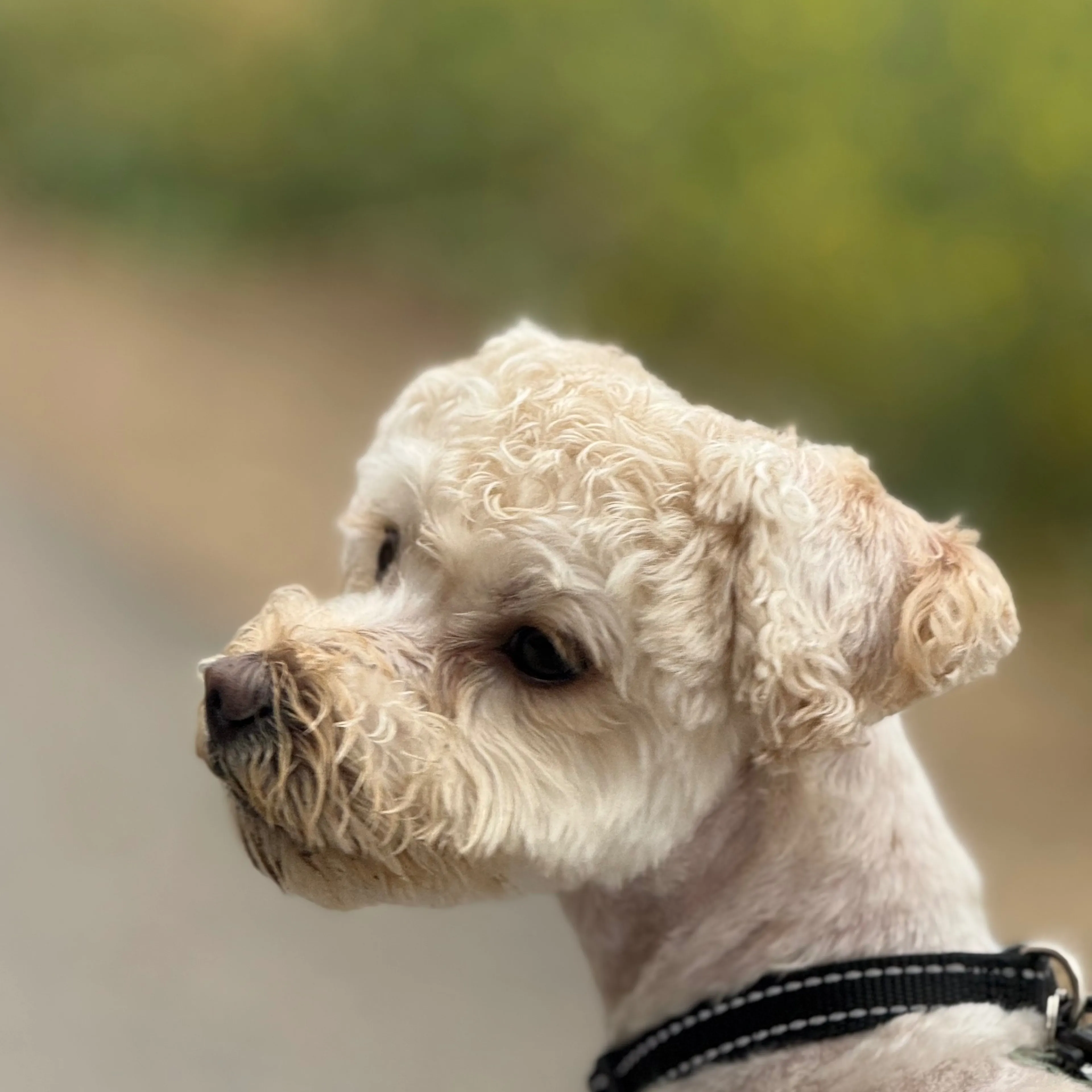 Lost pet-3