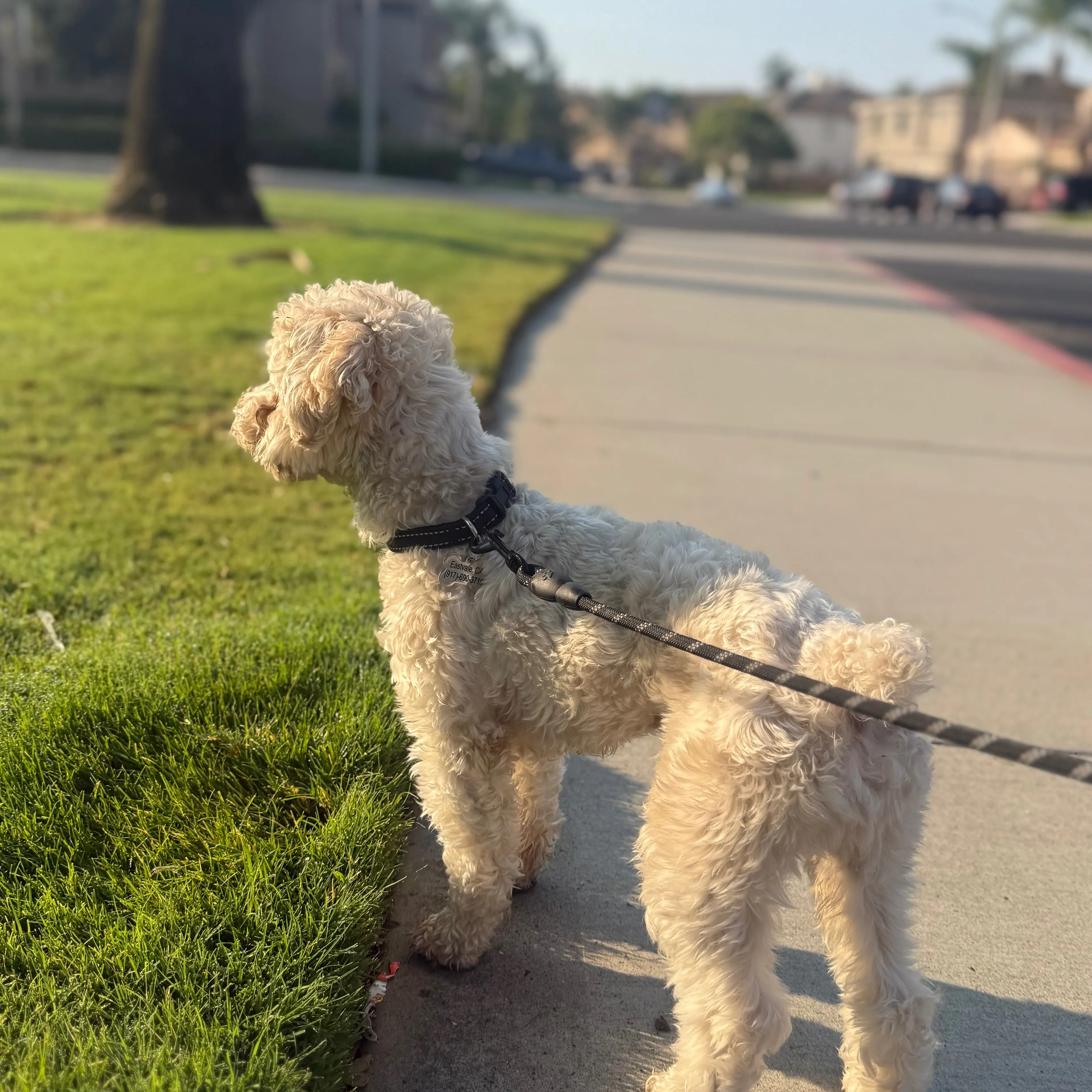 Lost pet-2