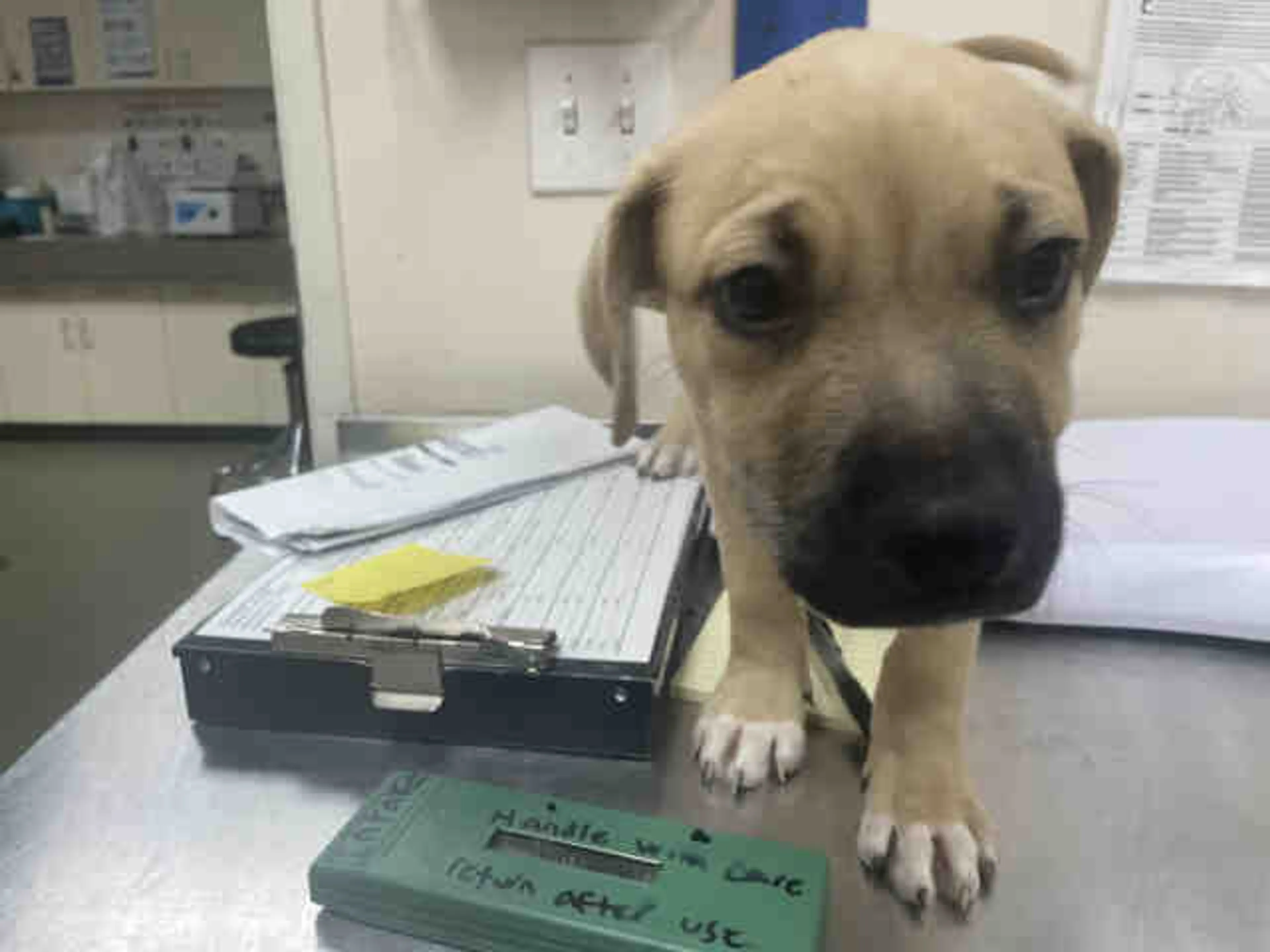 Found pet