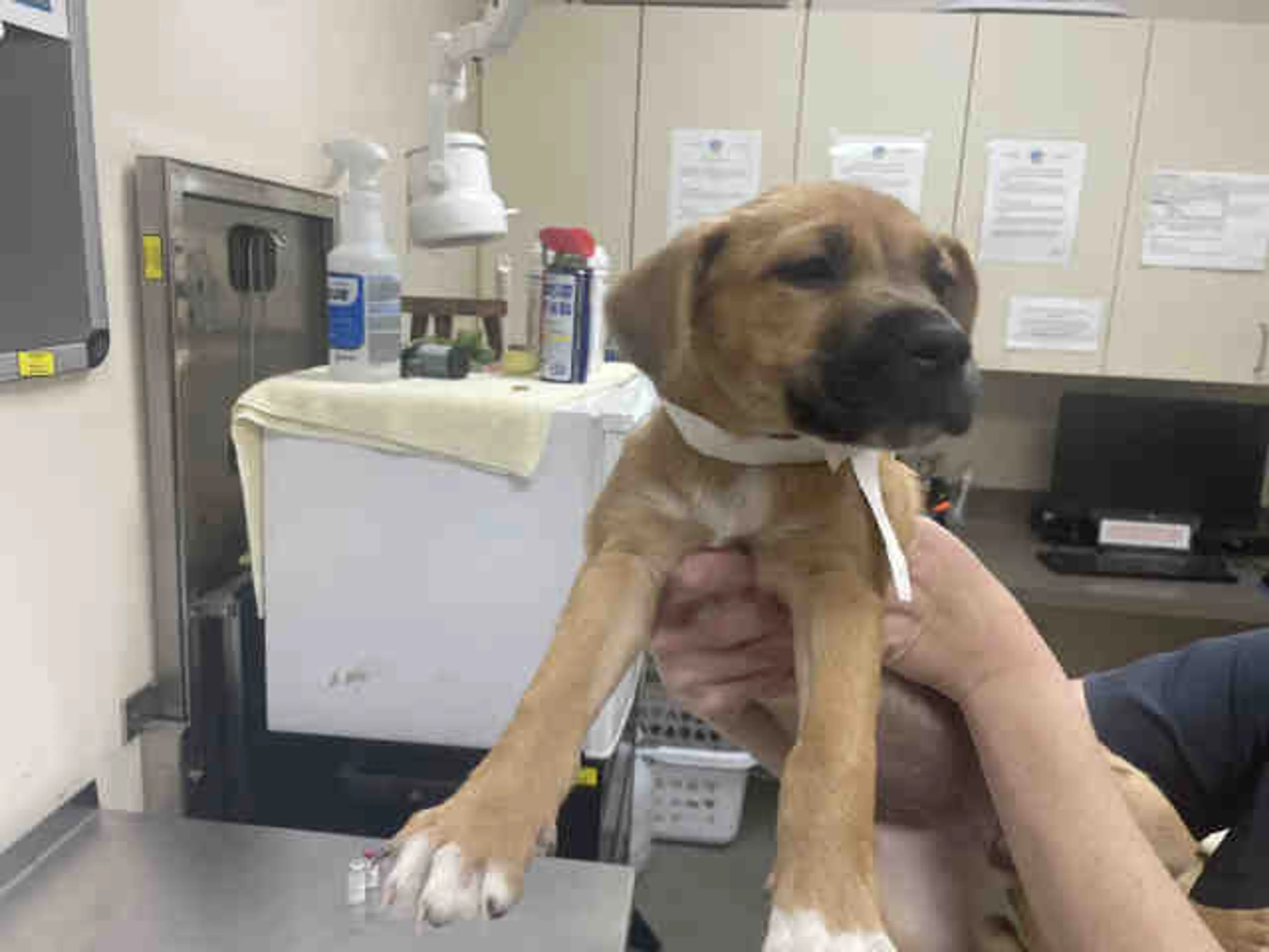 Found pet