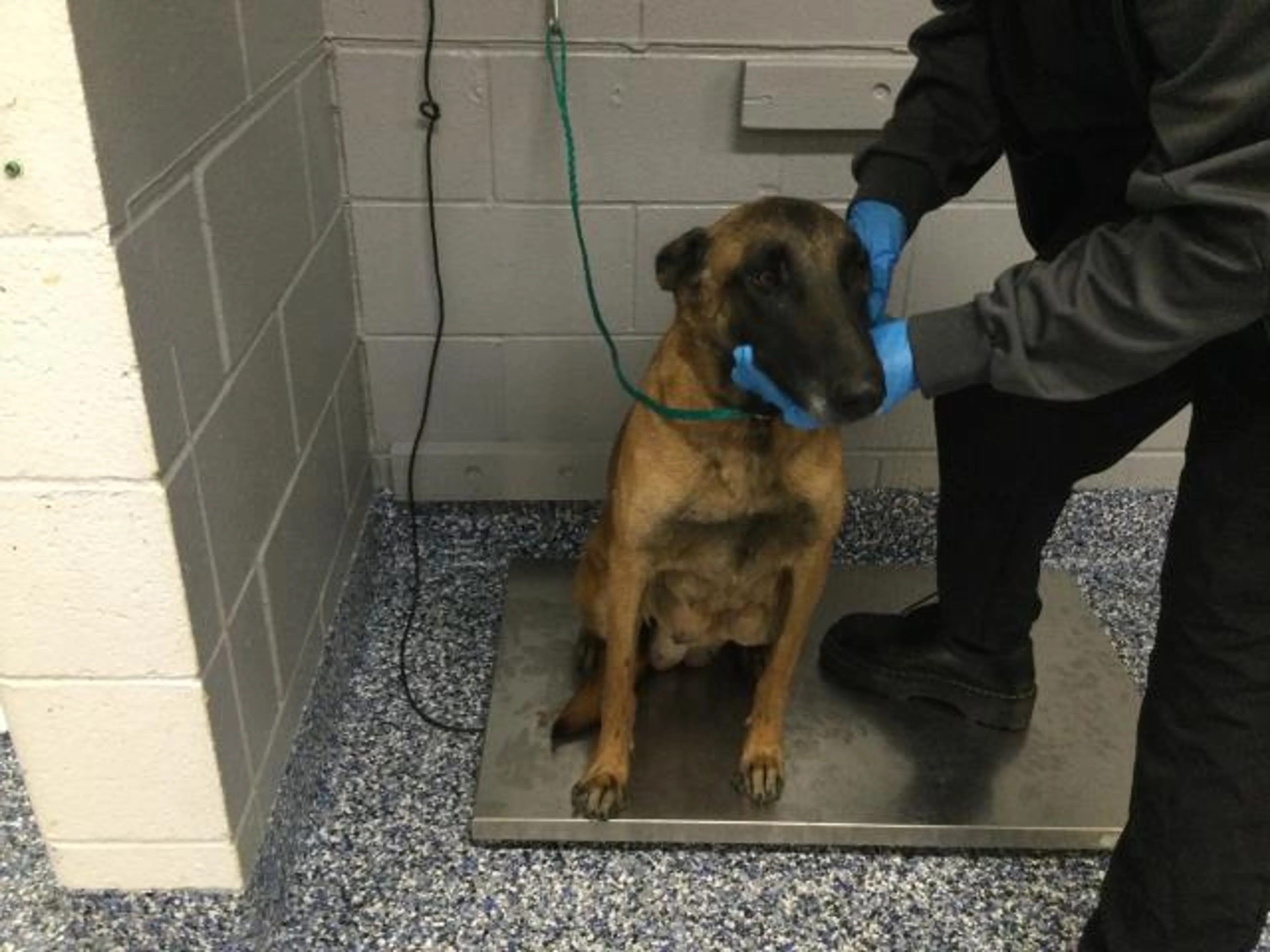 Found pet