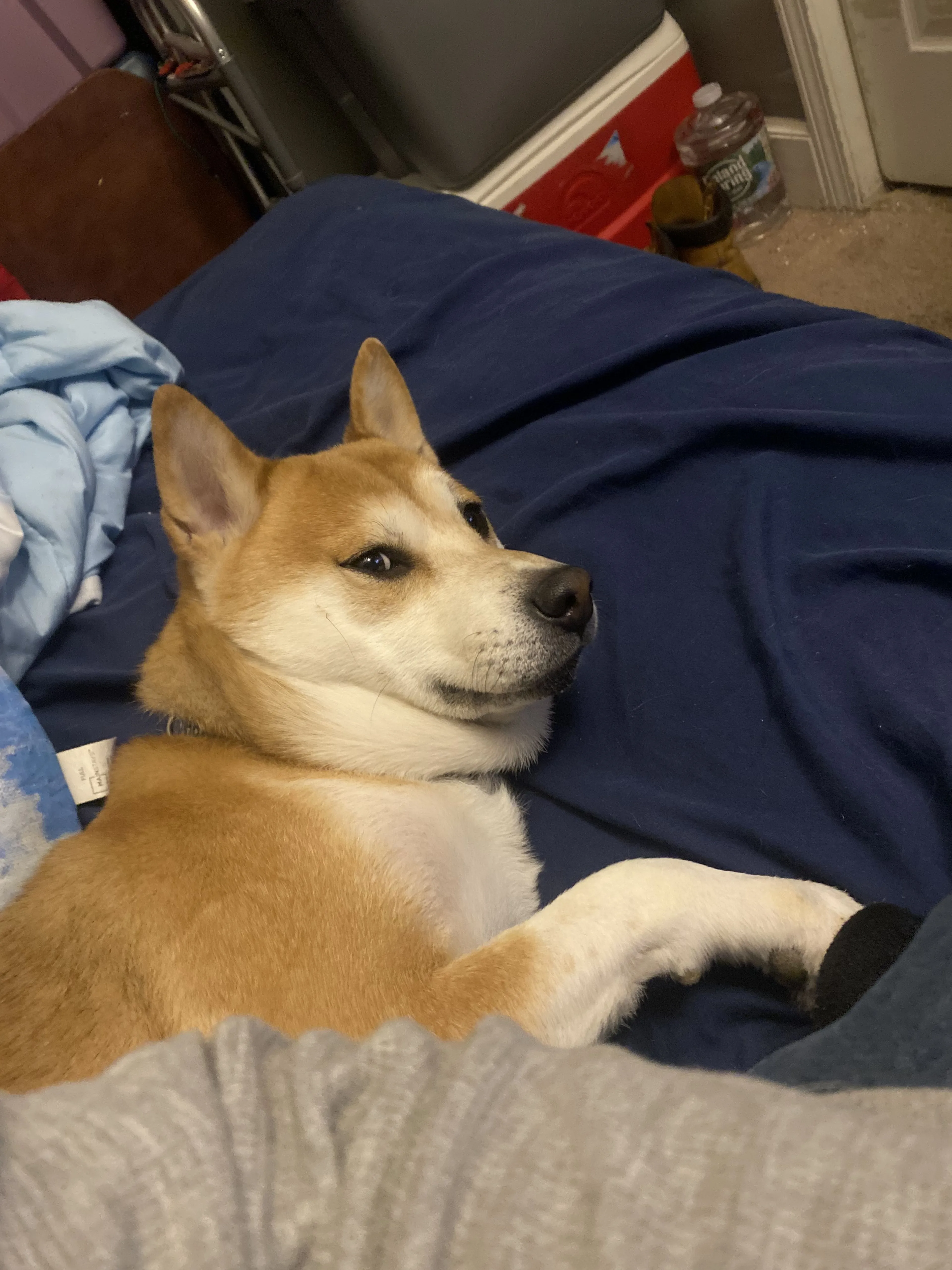 Lost pet-0