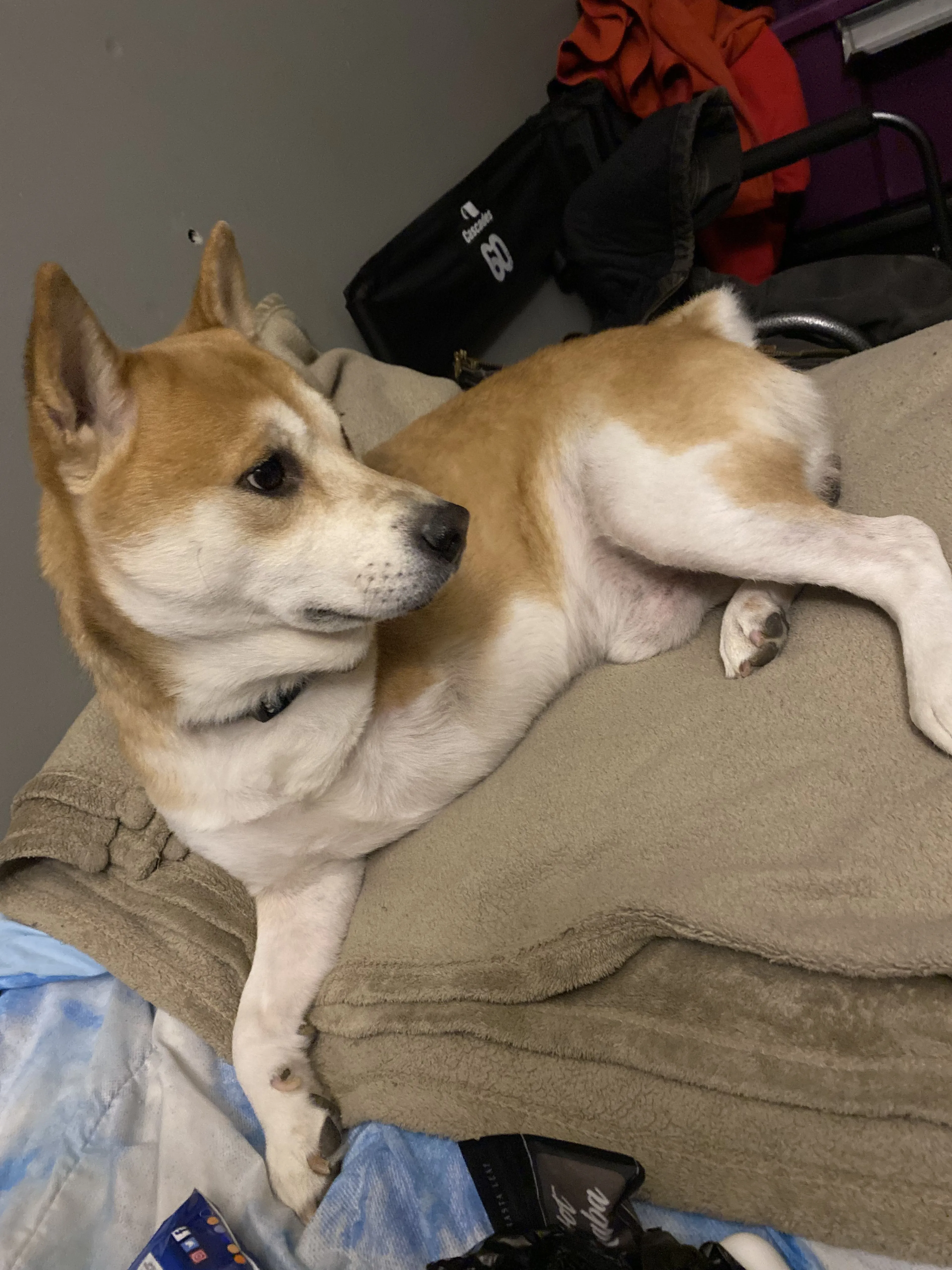 Lost pet-1