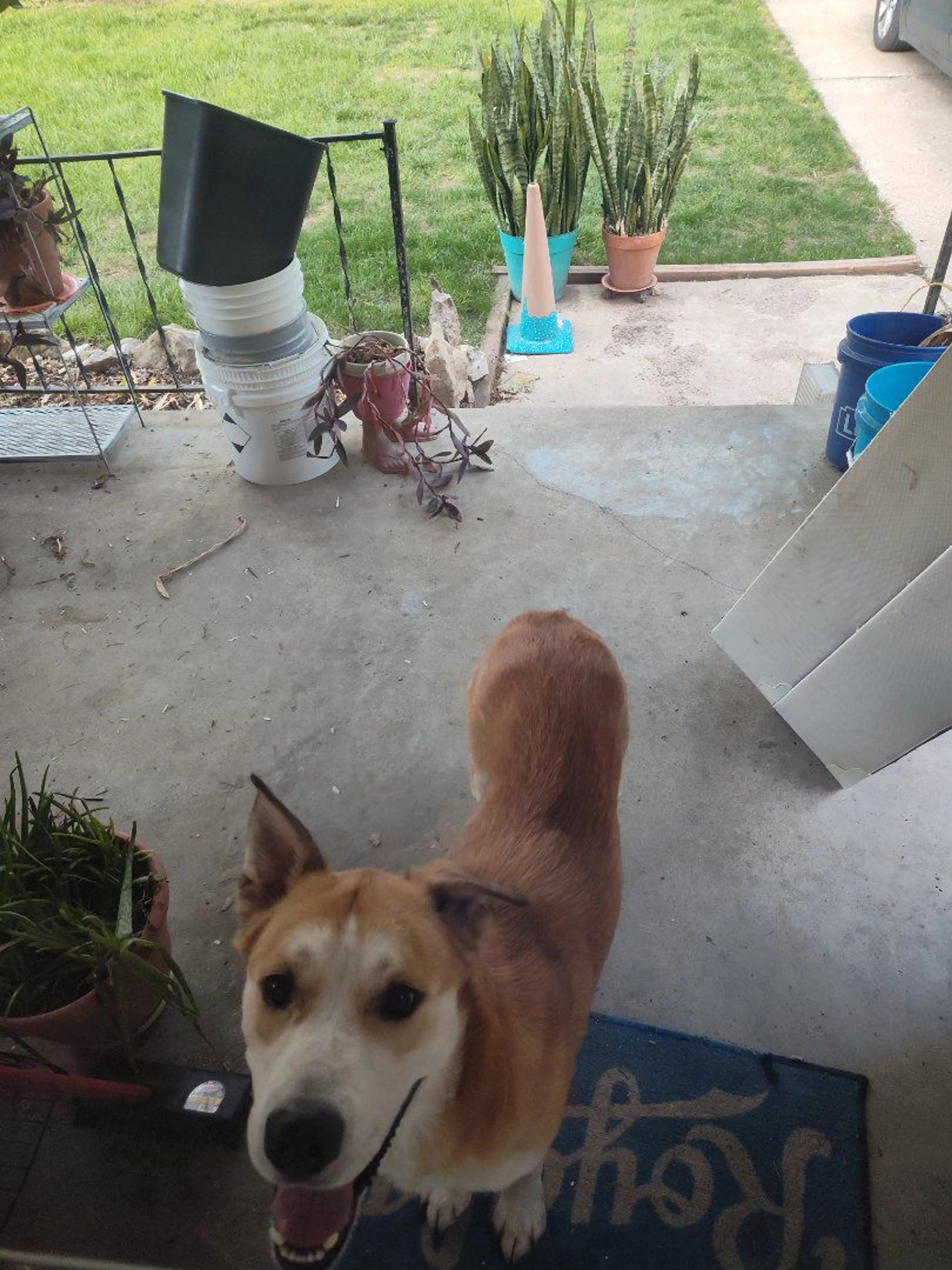 Lost pet-0