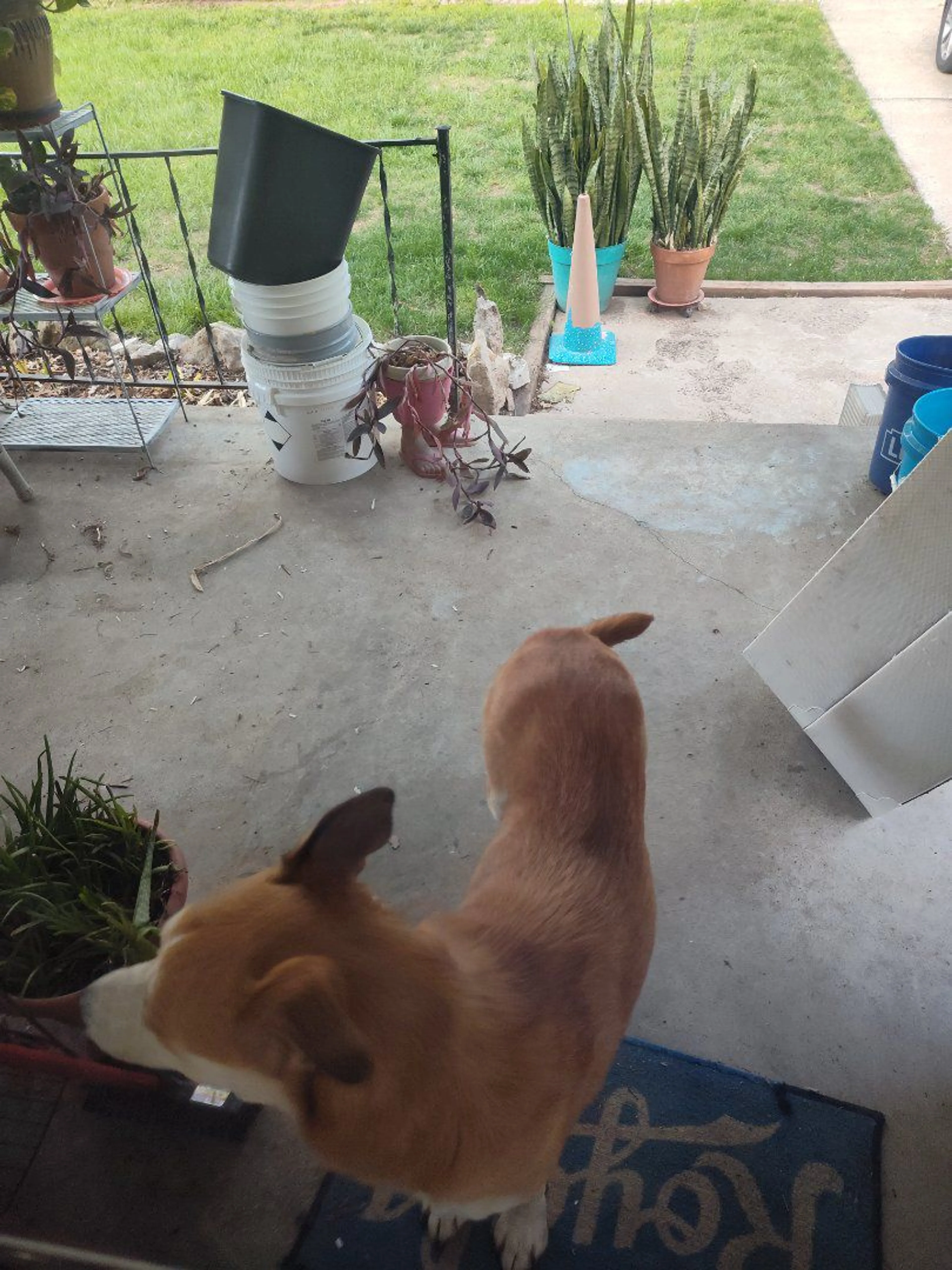 Lost pet-1
