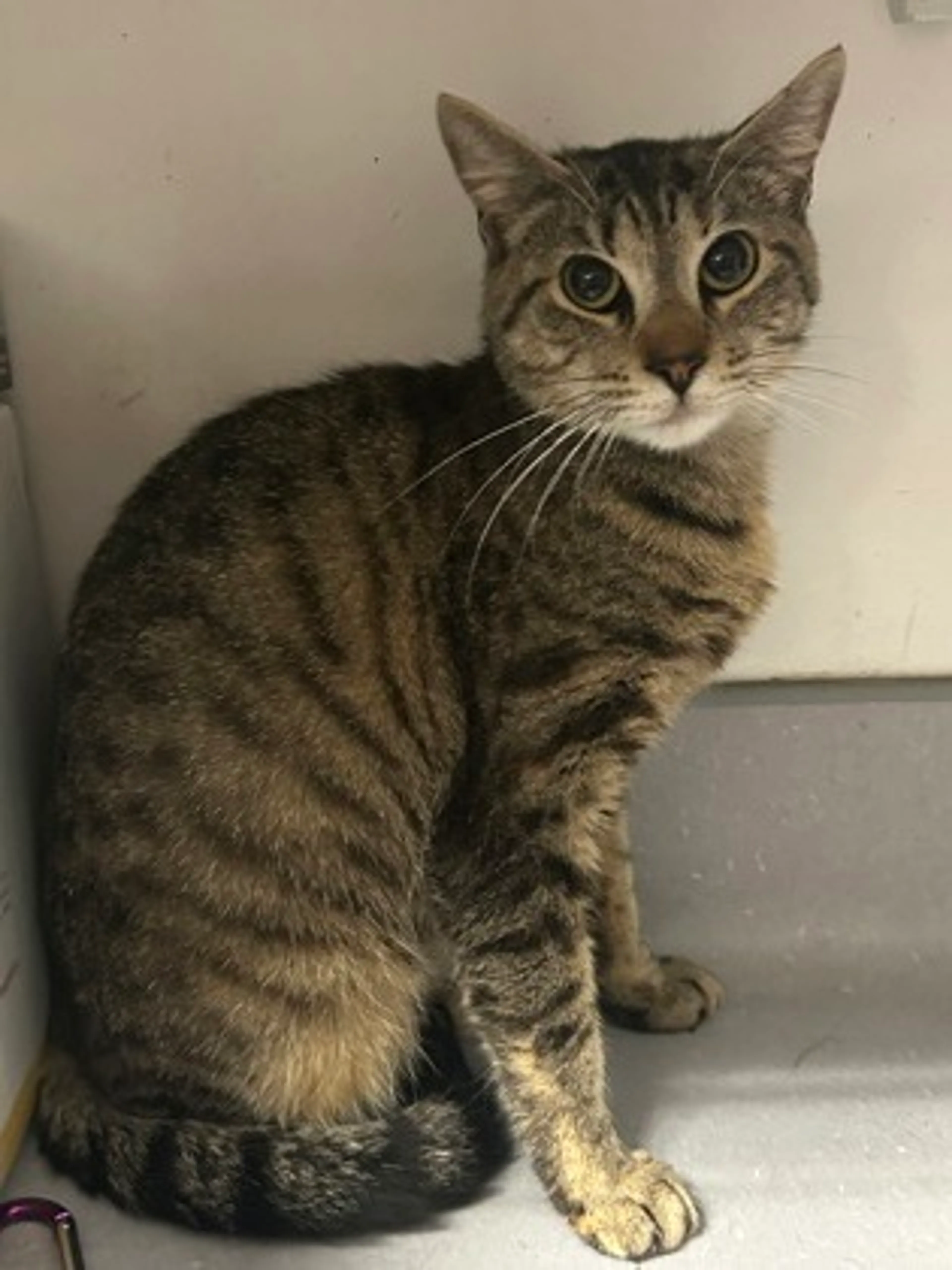 Found pet-1