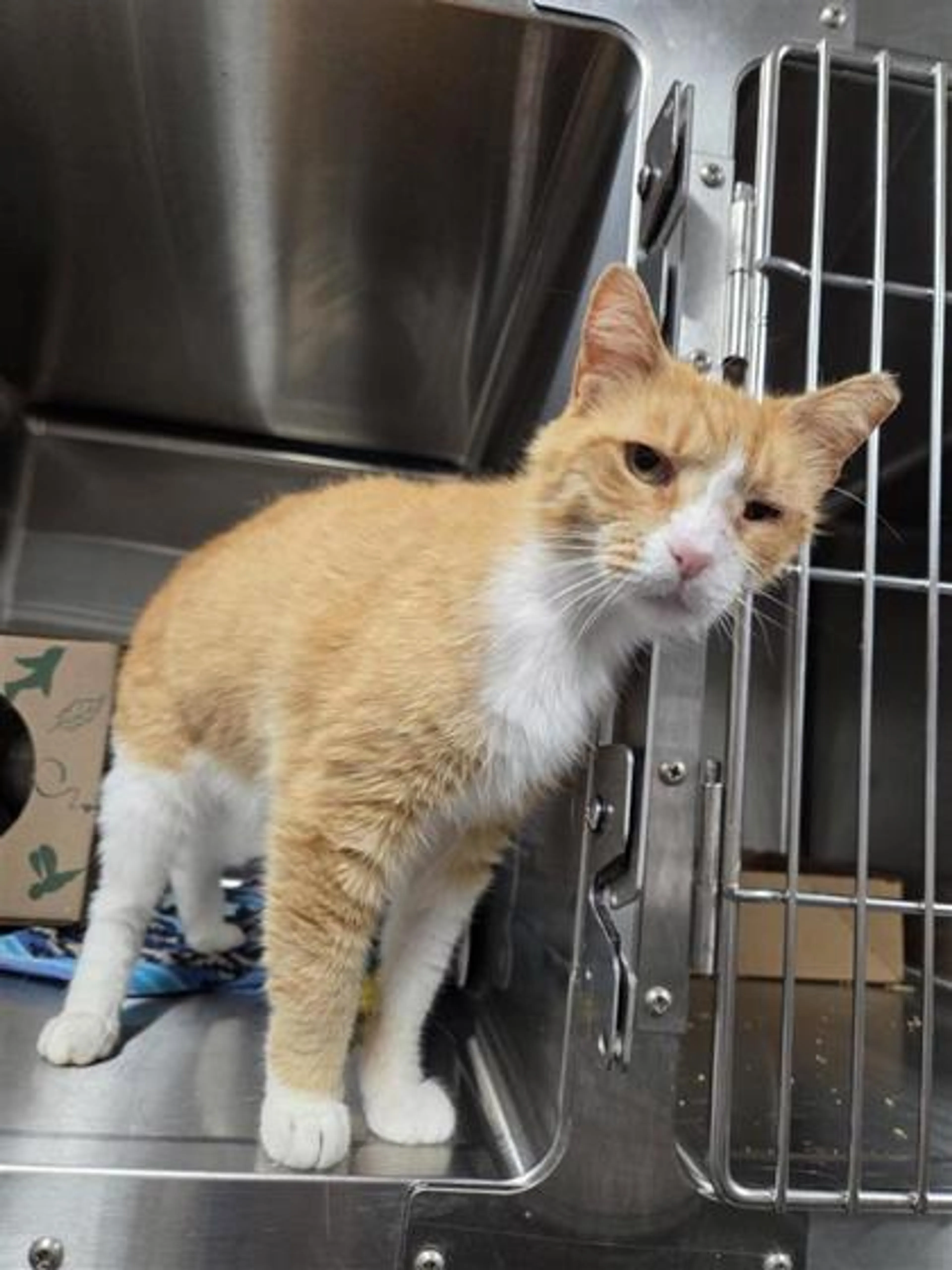 Found pet-1