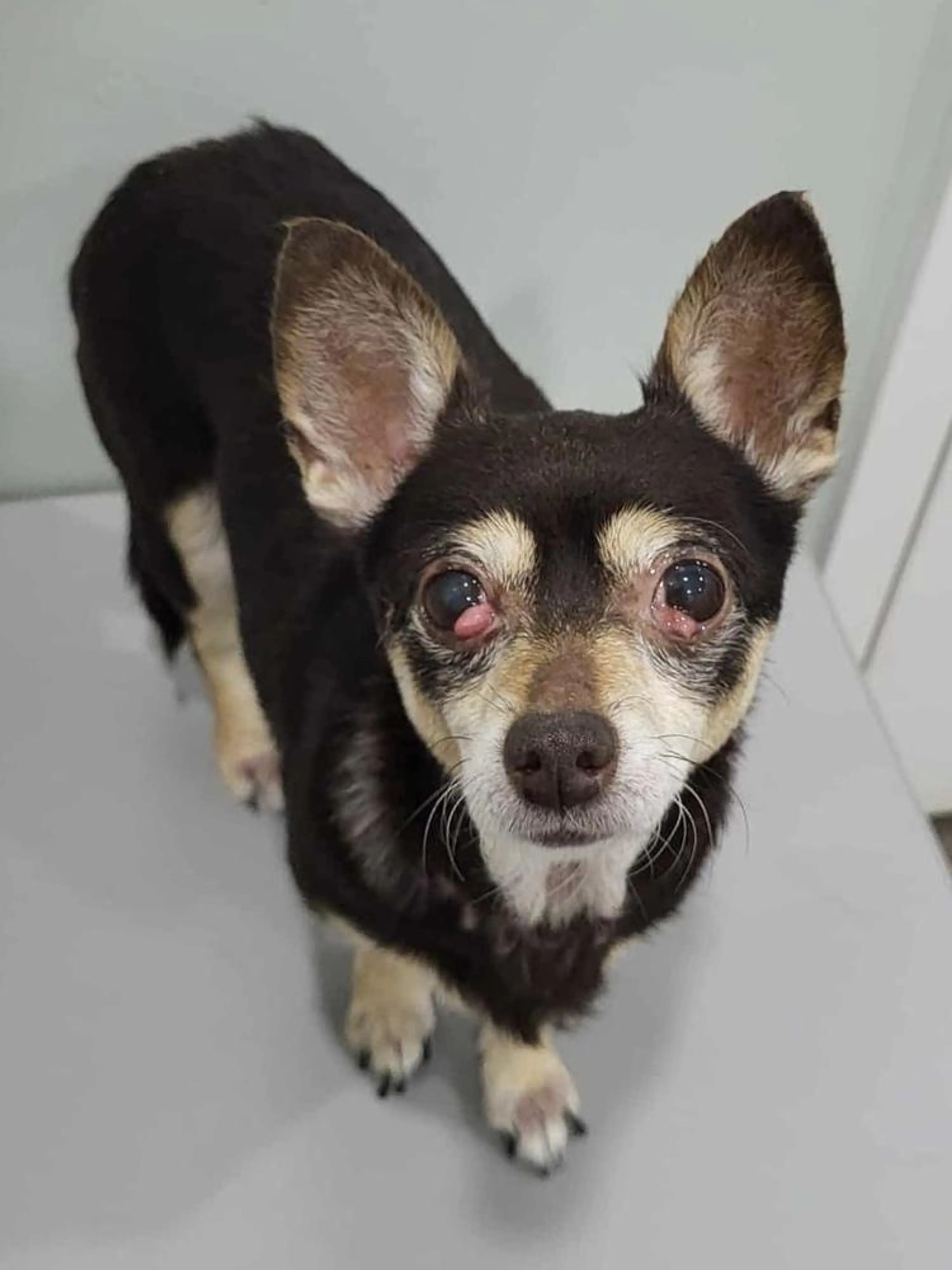 Found pet-4