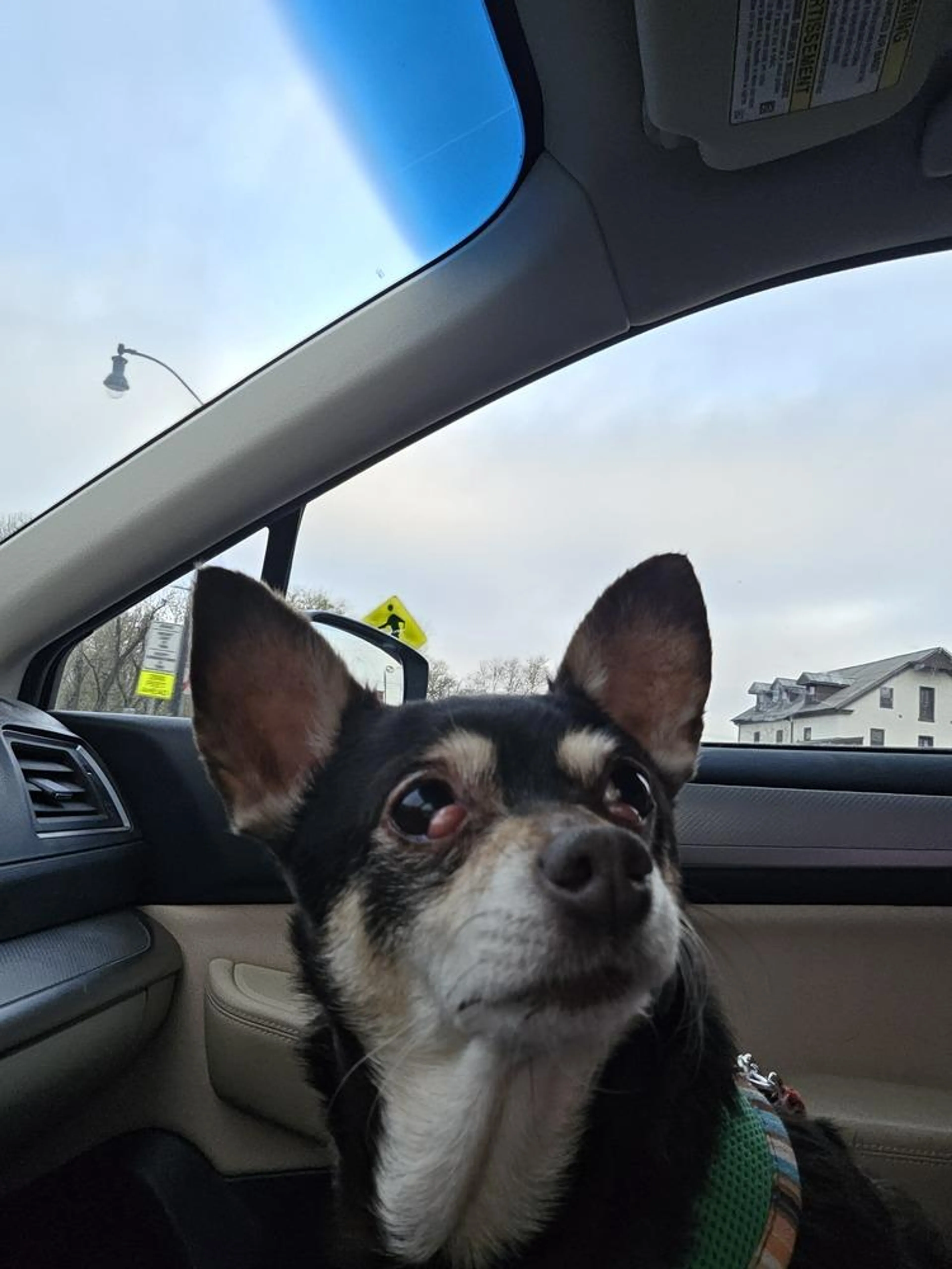 Found pet-5