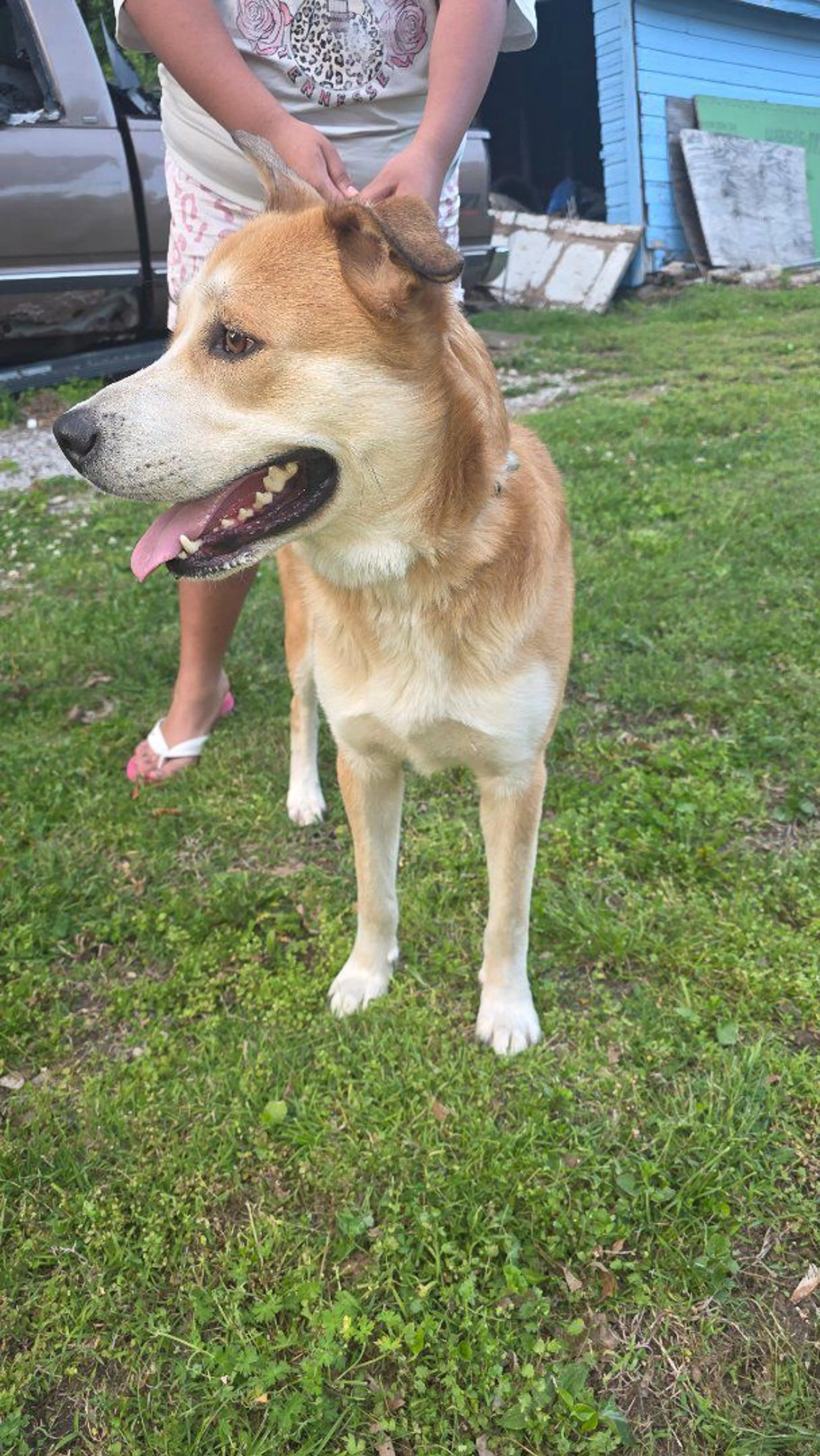 Lost pet