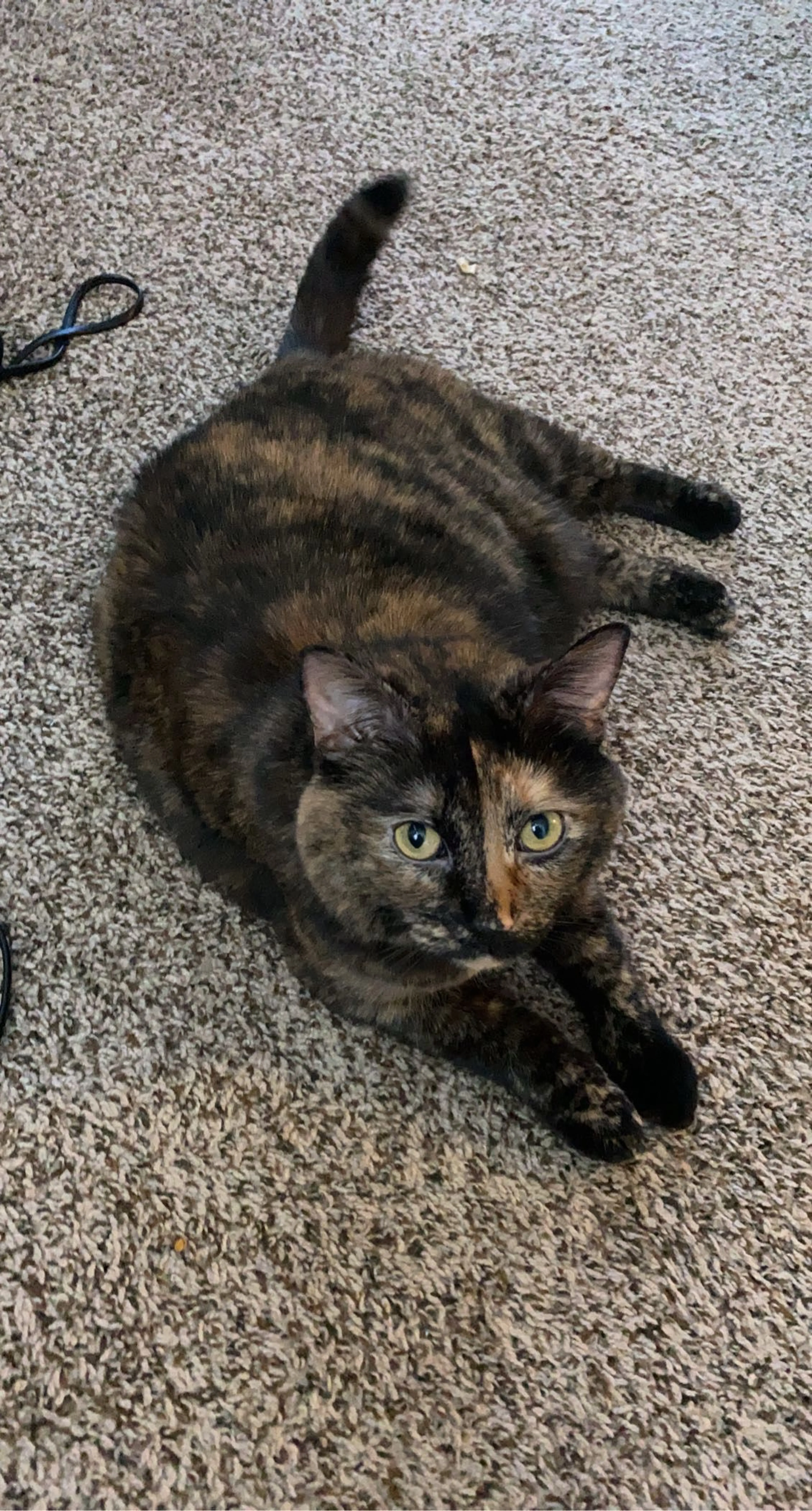 Lost pet-1