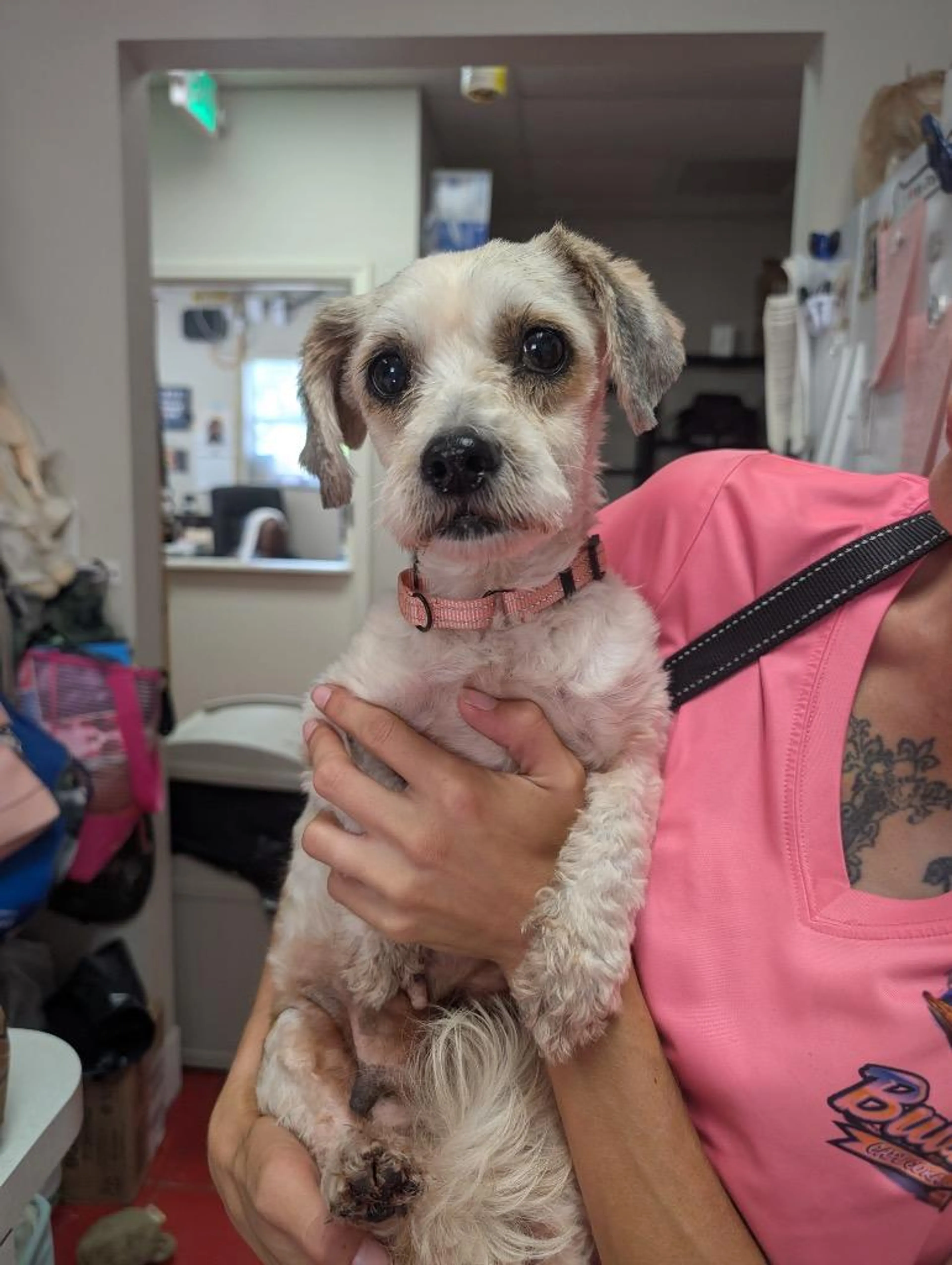 Found pet