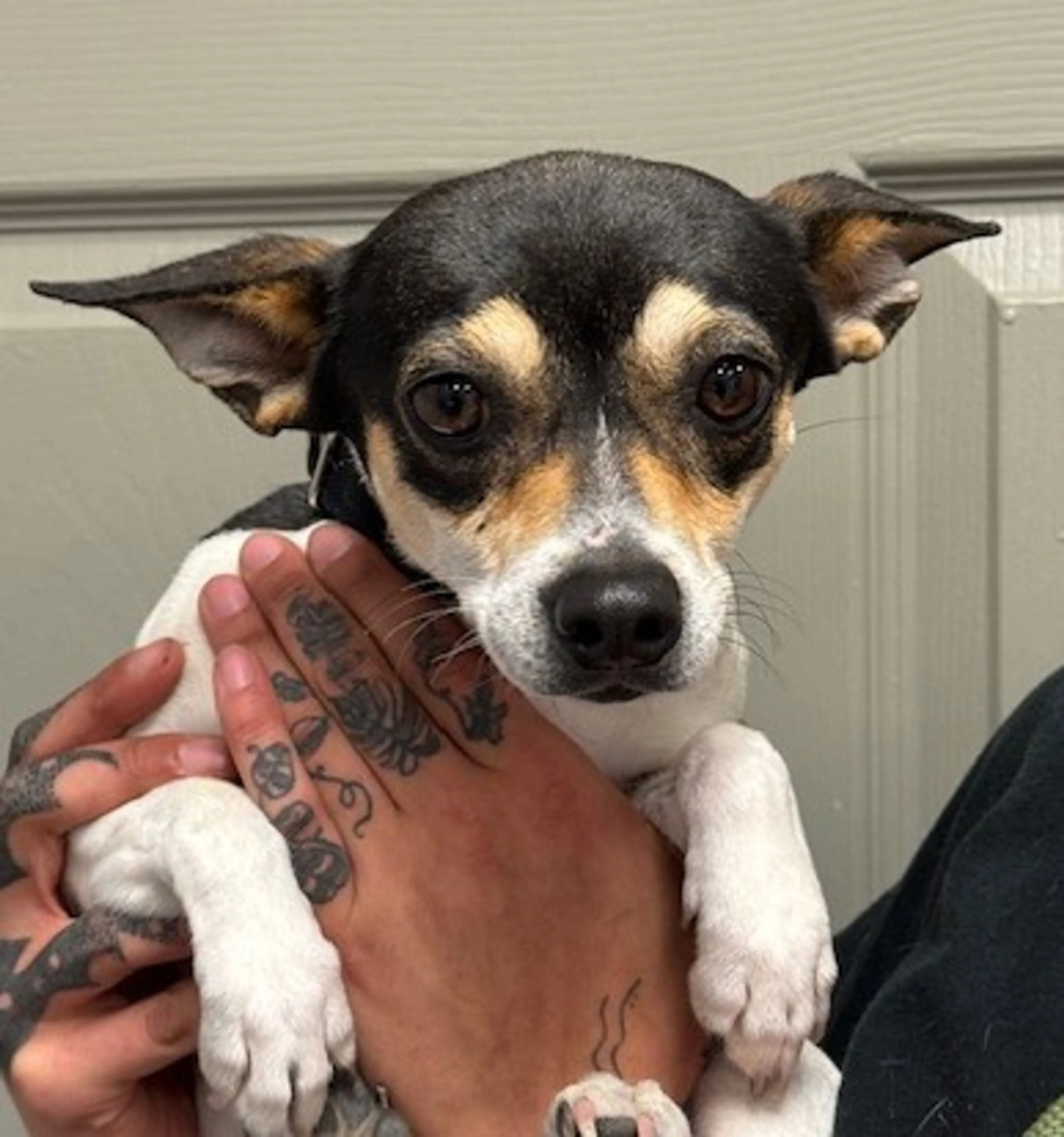 Found pet