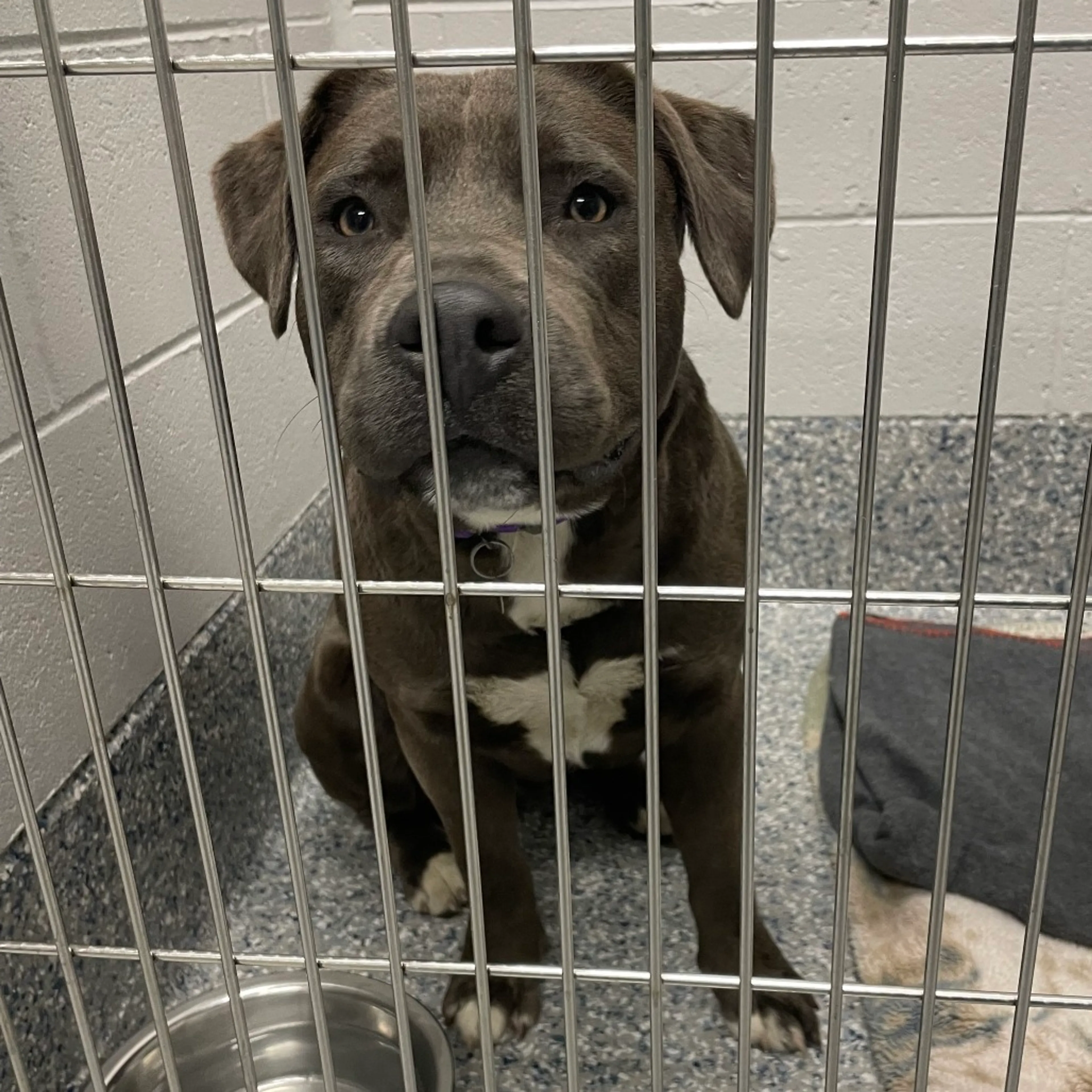Found pet-1