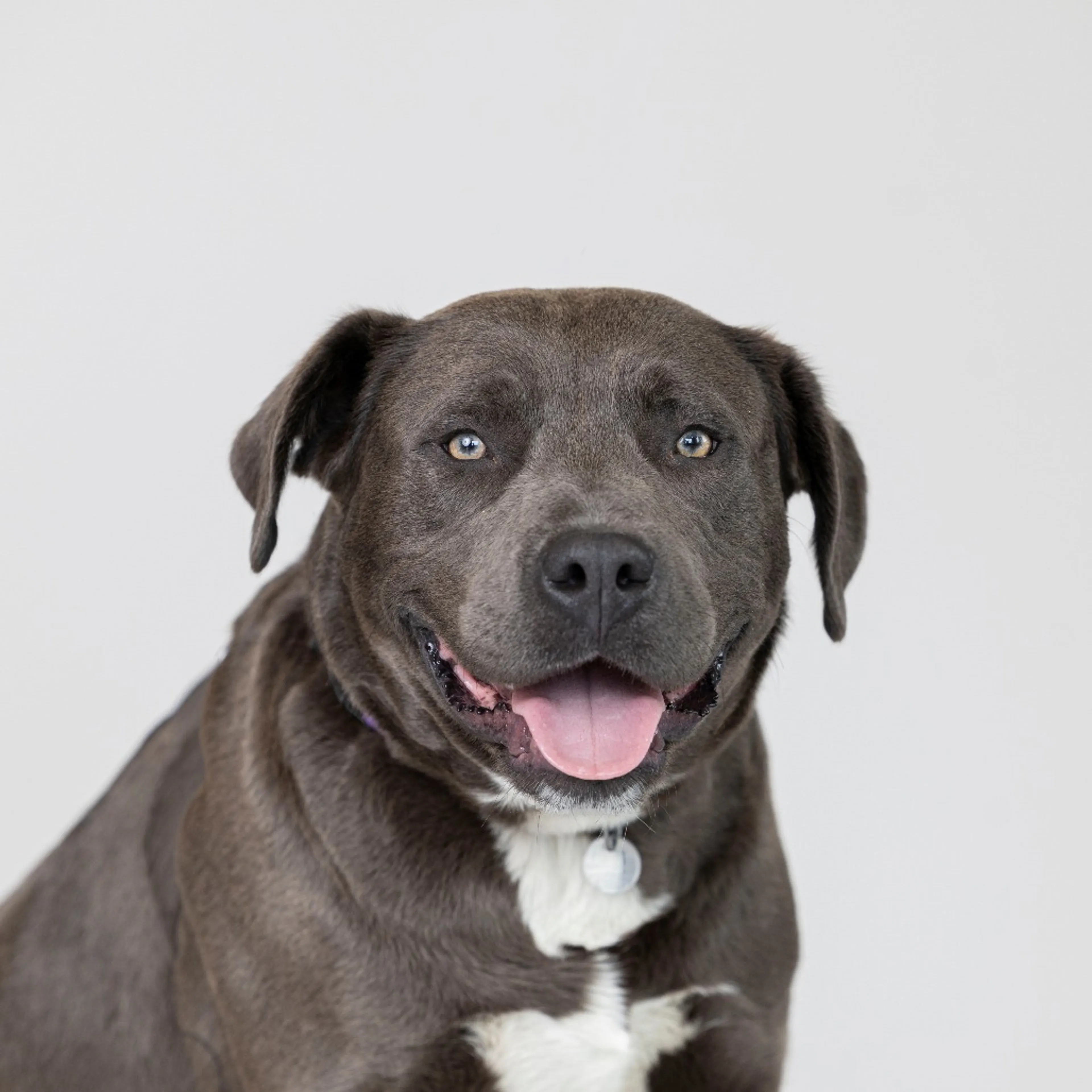 Found pet-3