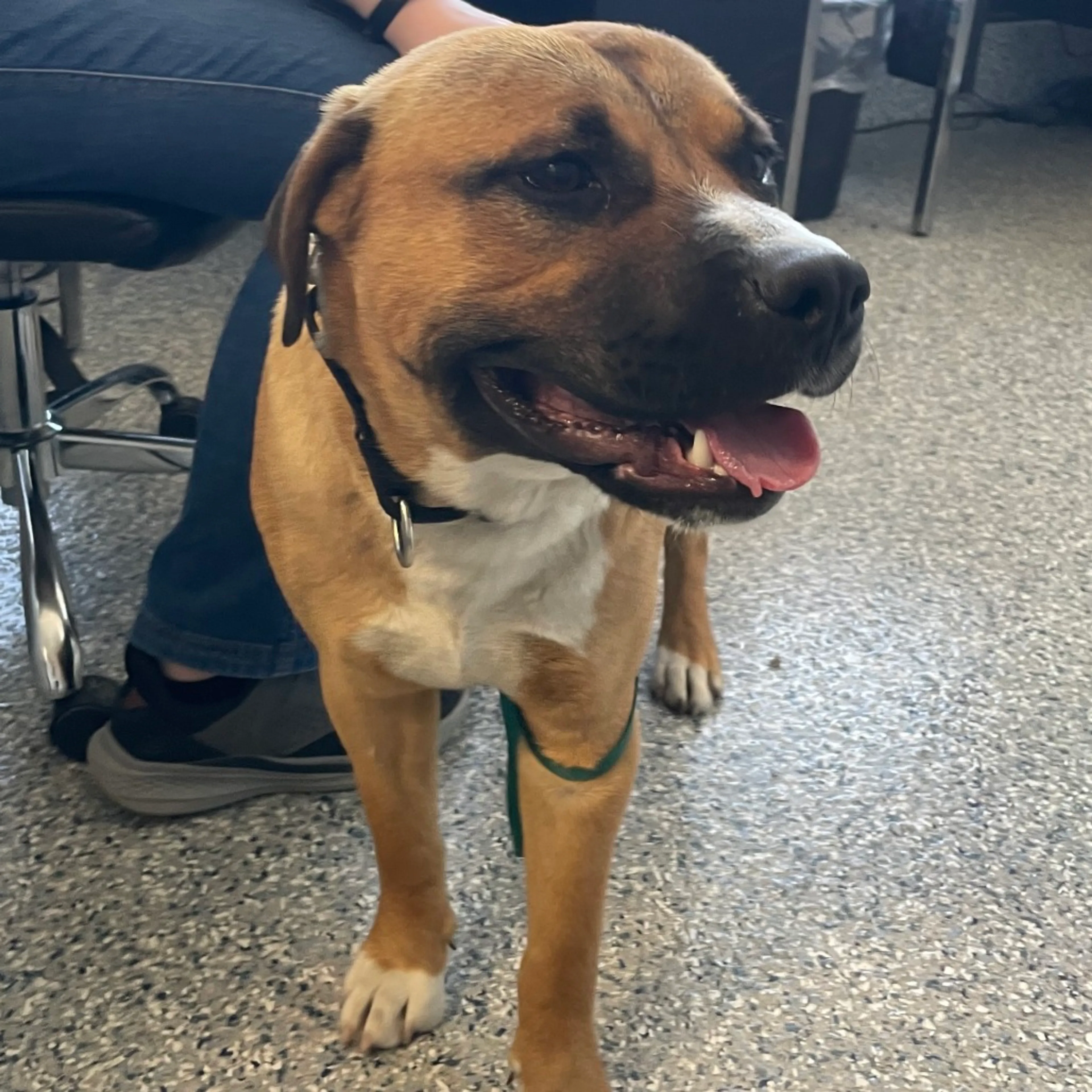 Found pet-1