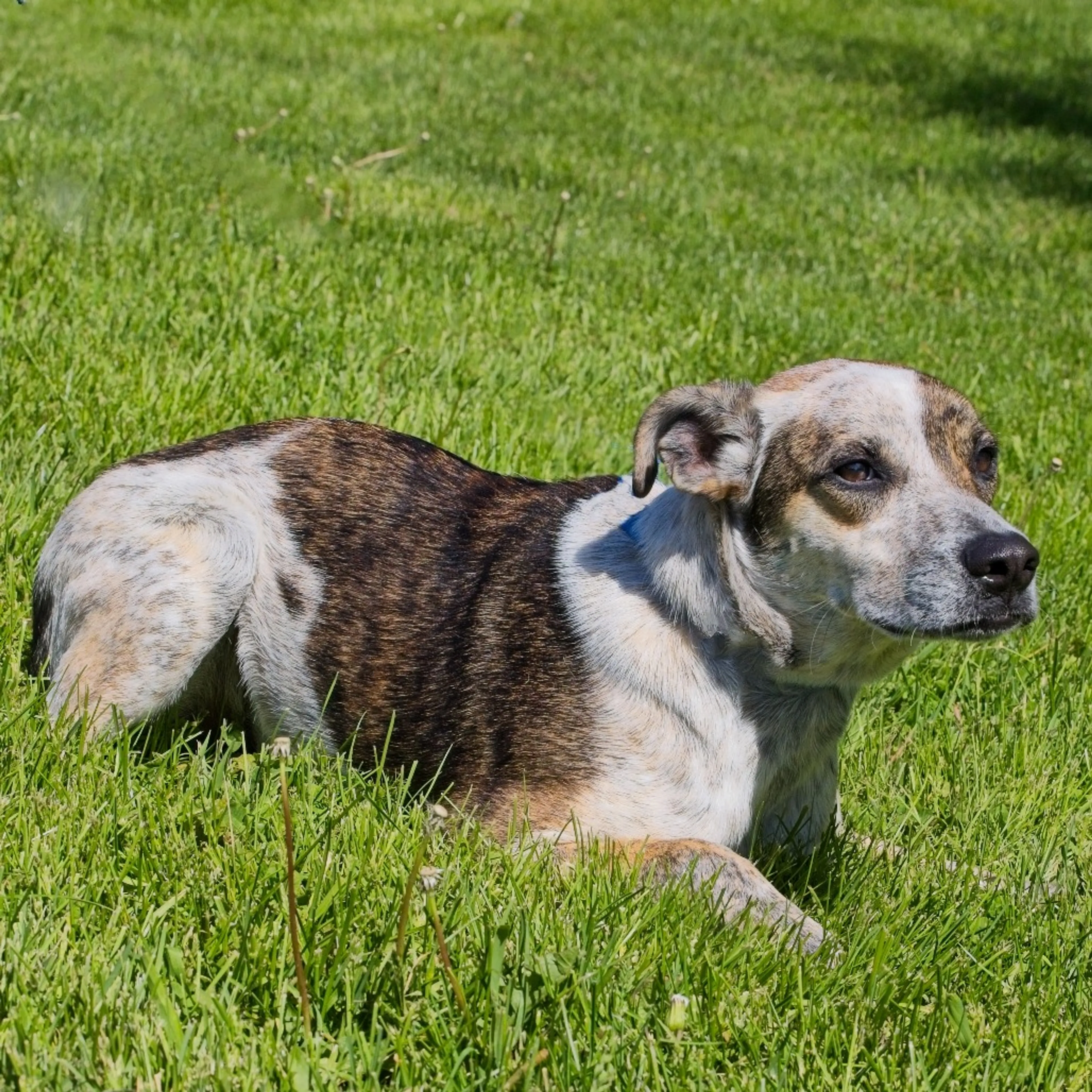 Found pet-2