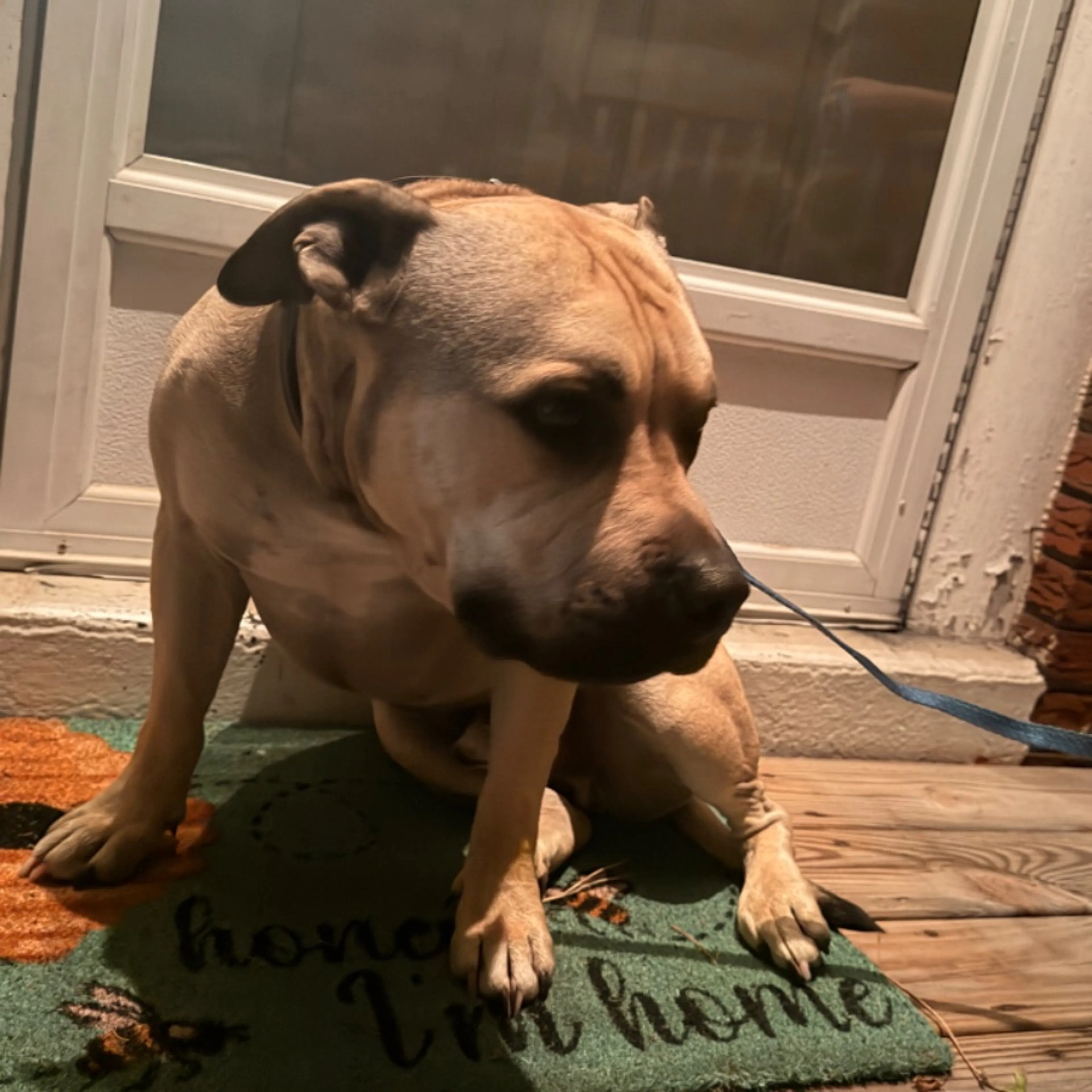 Found pet