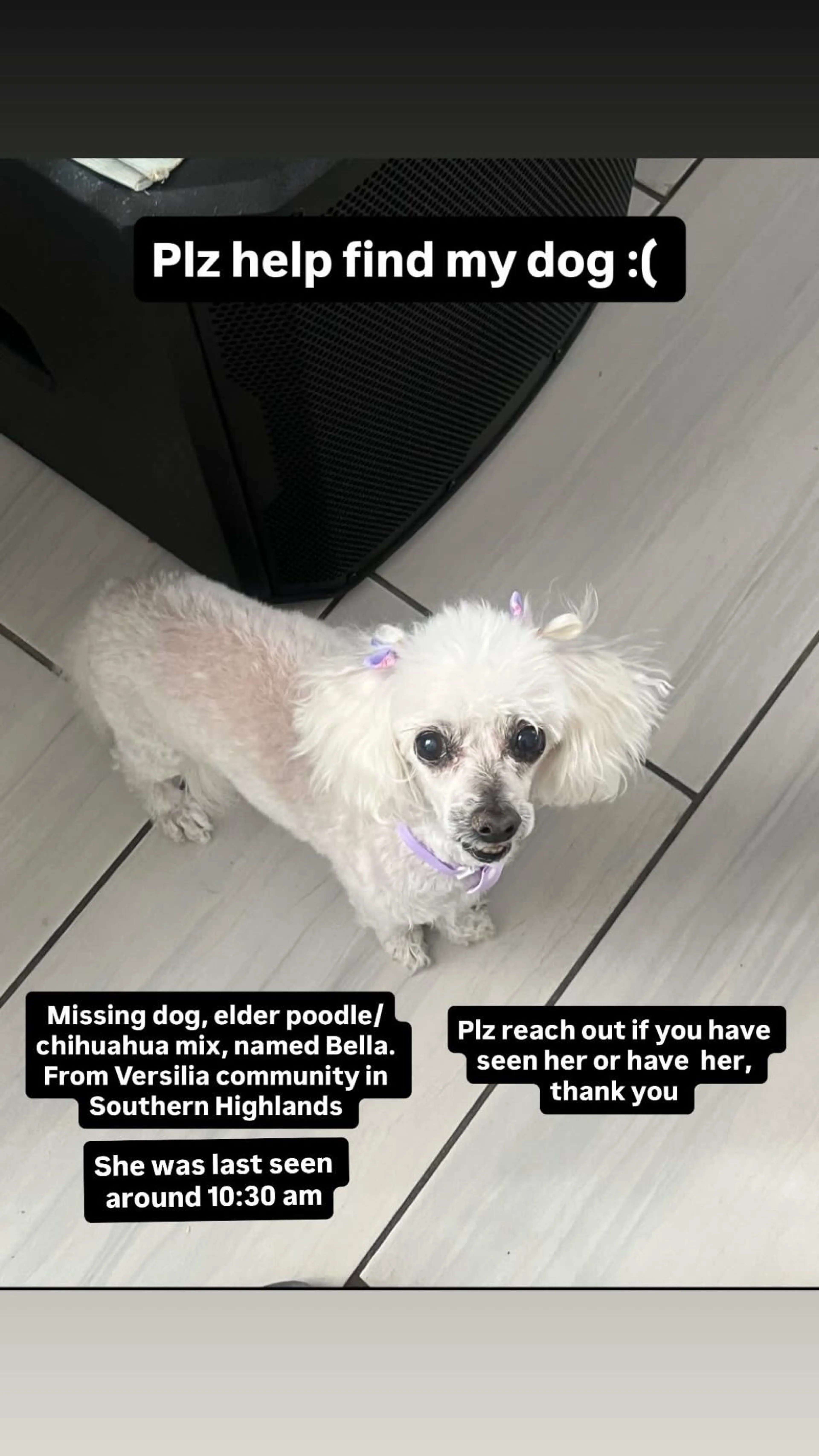 Lost pet