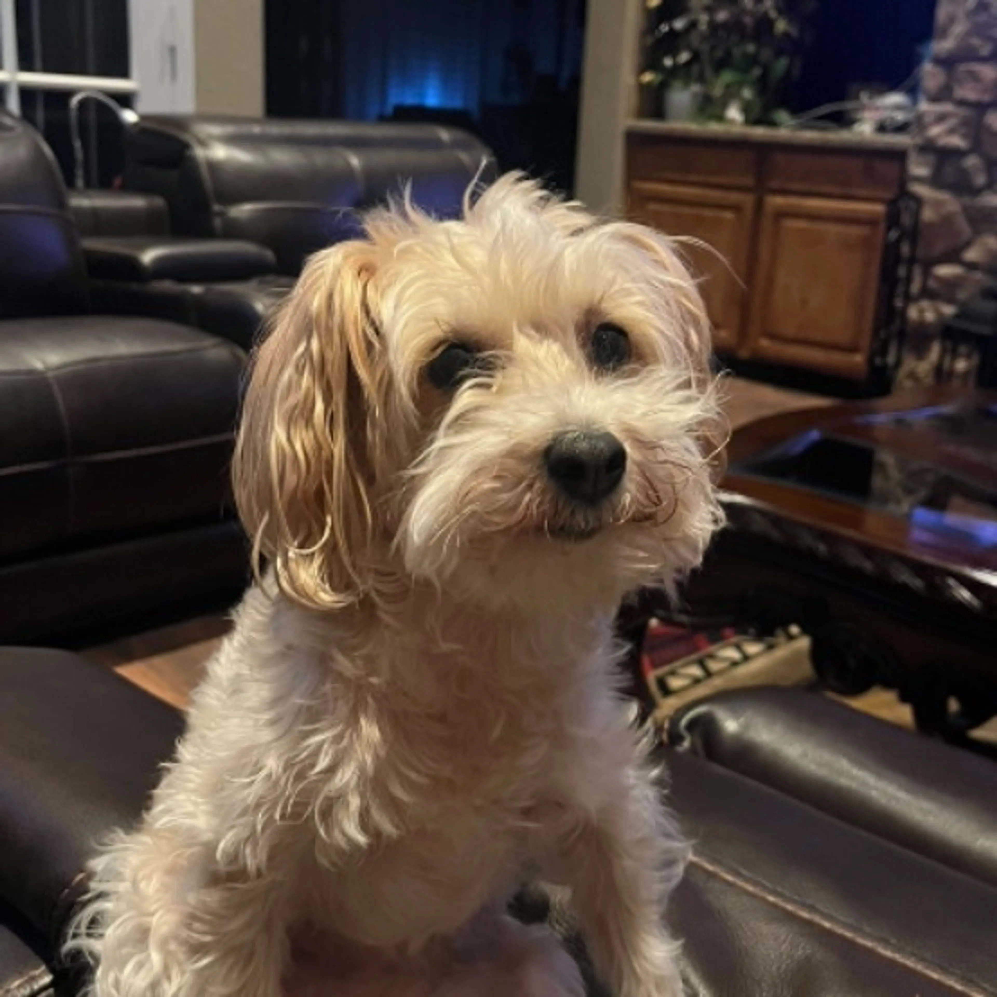 Lost pet-0