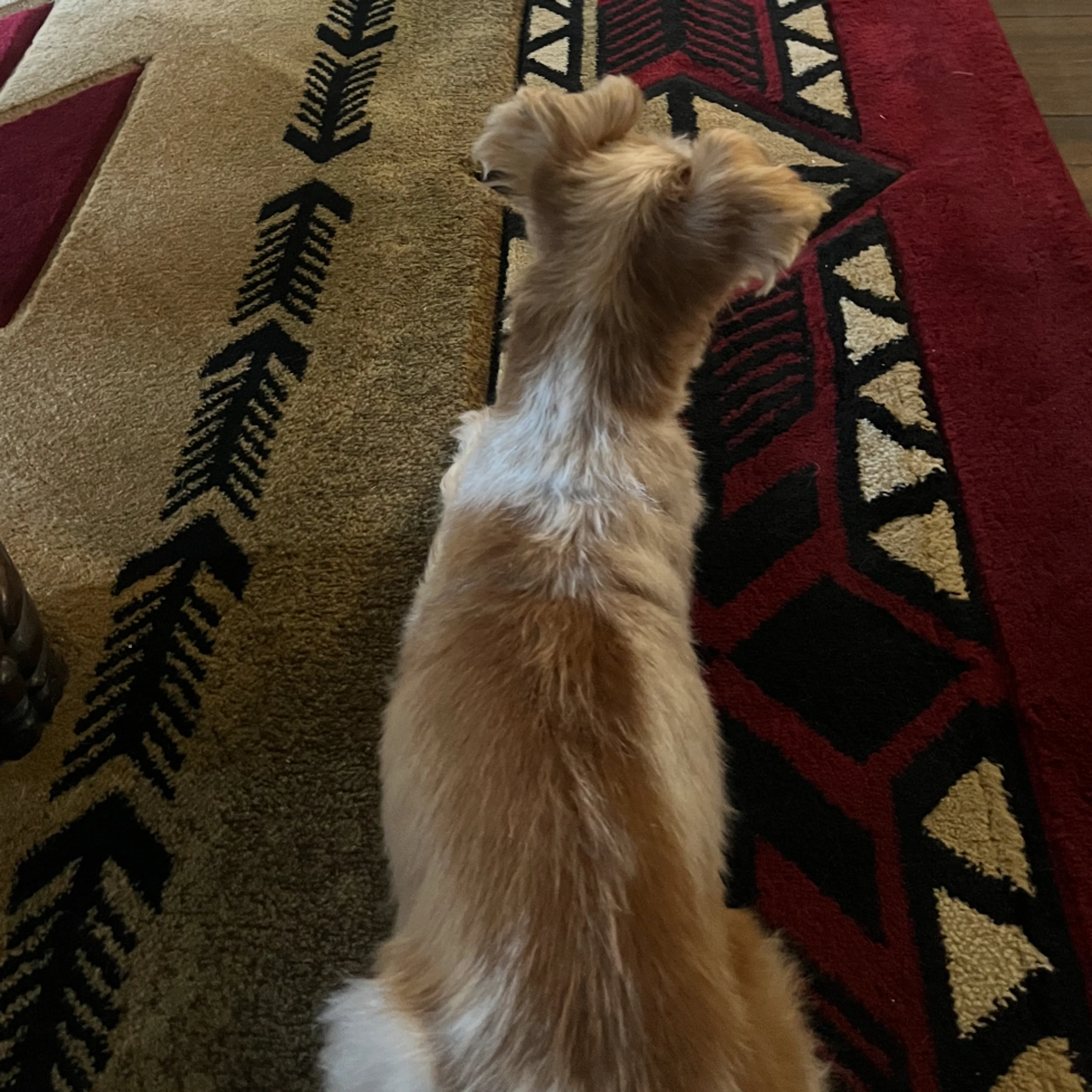 Lost pet-1