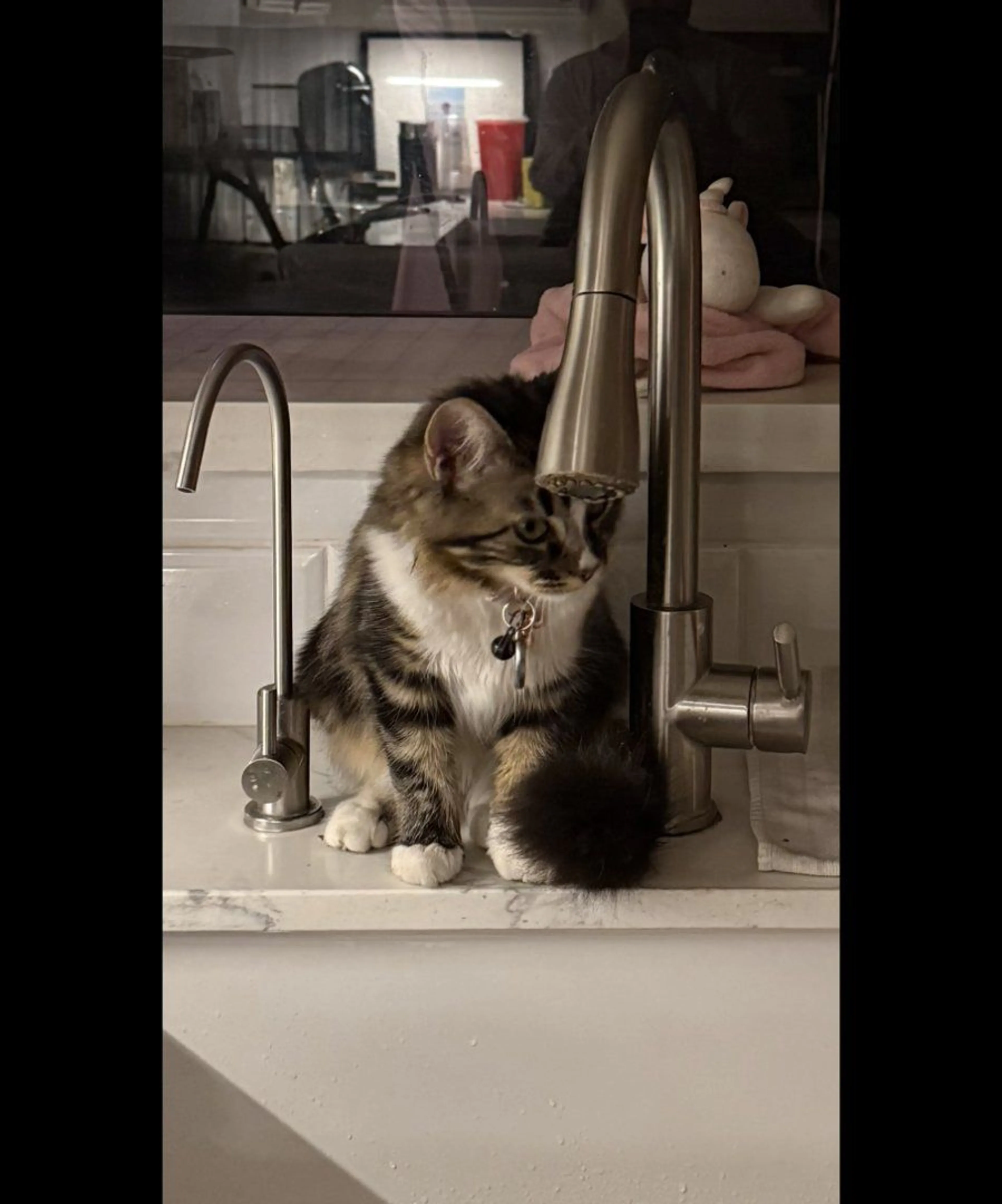 Lost pet