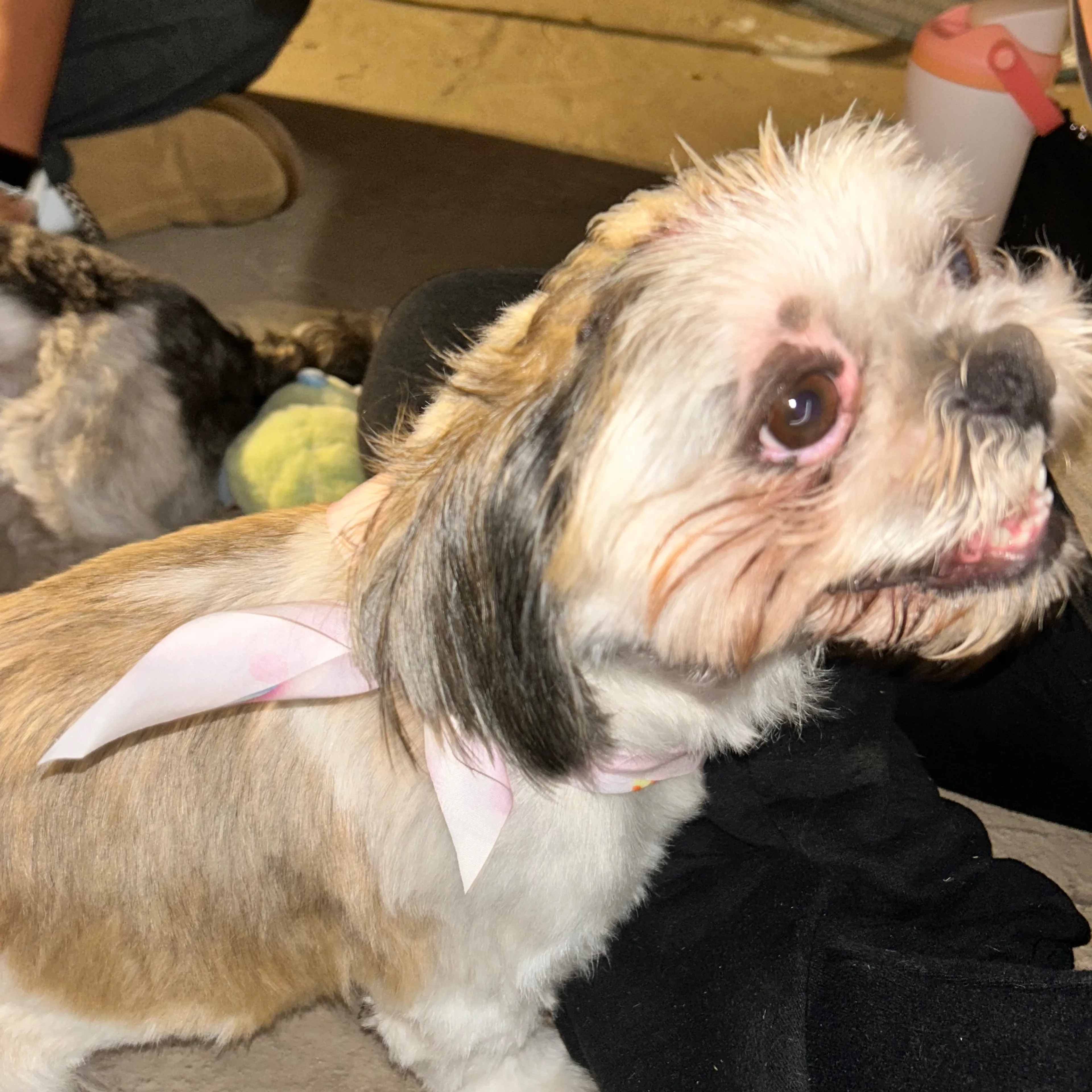 Found pet-2