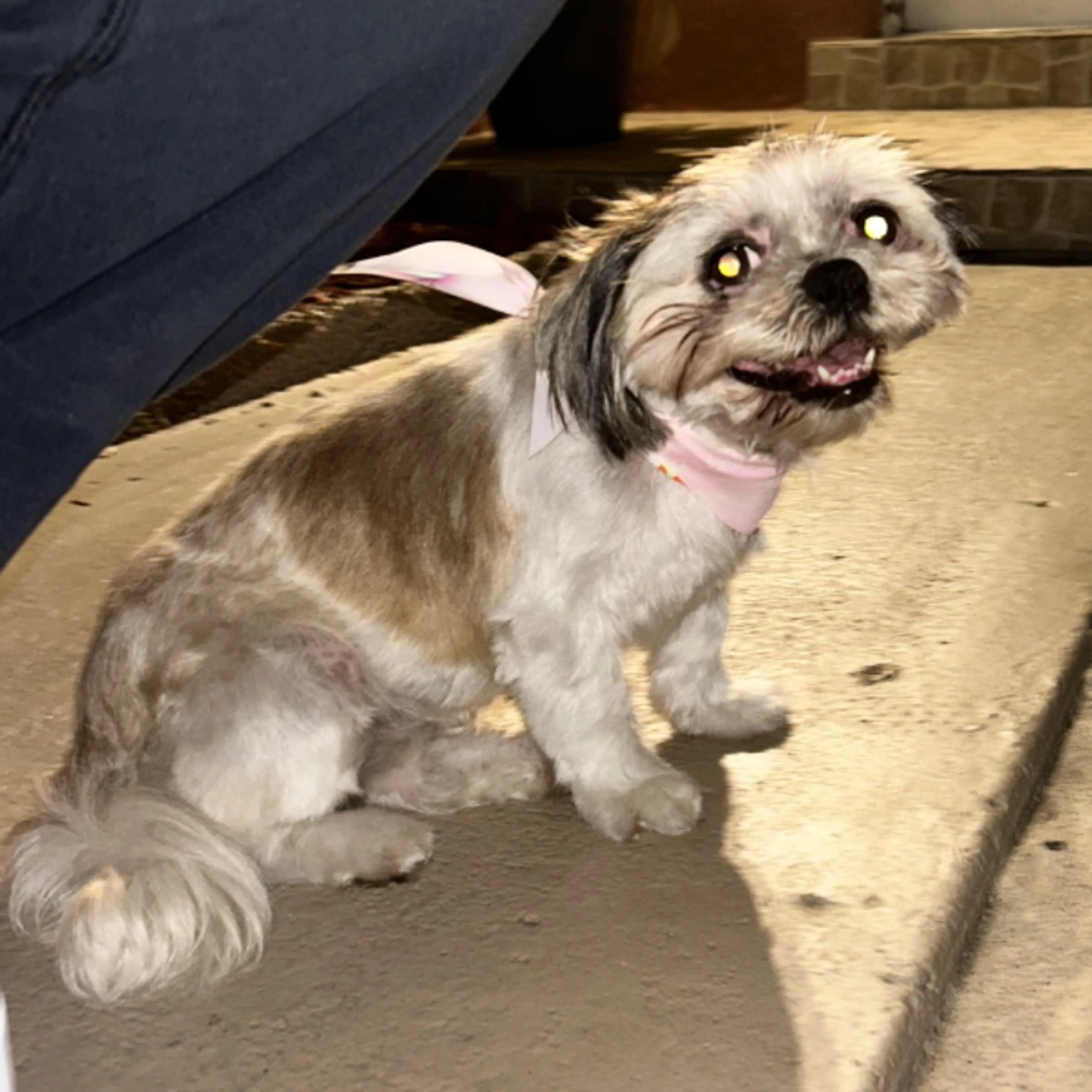 Found pet-0