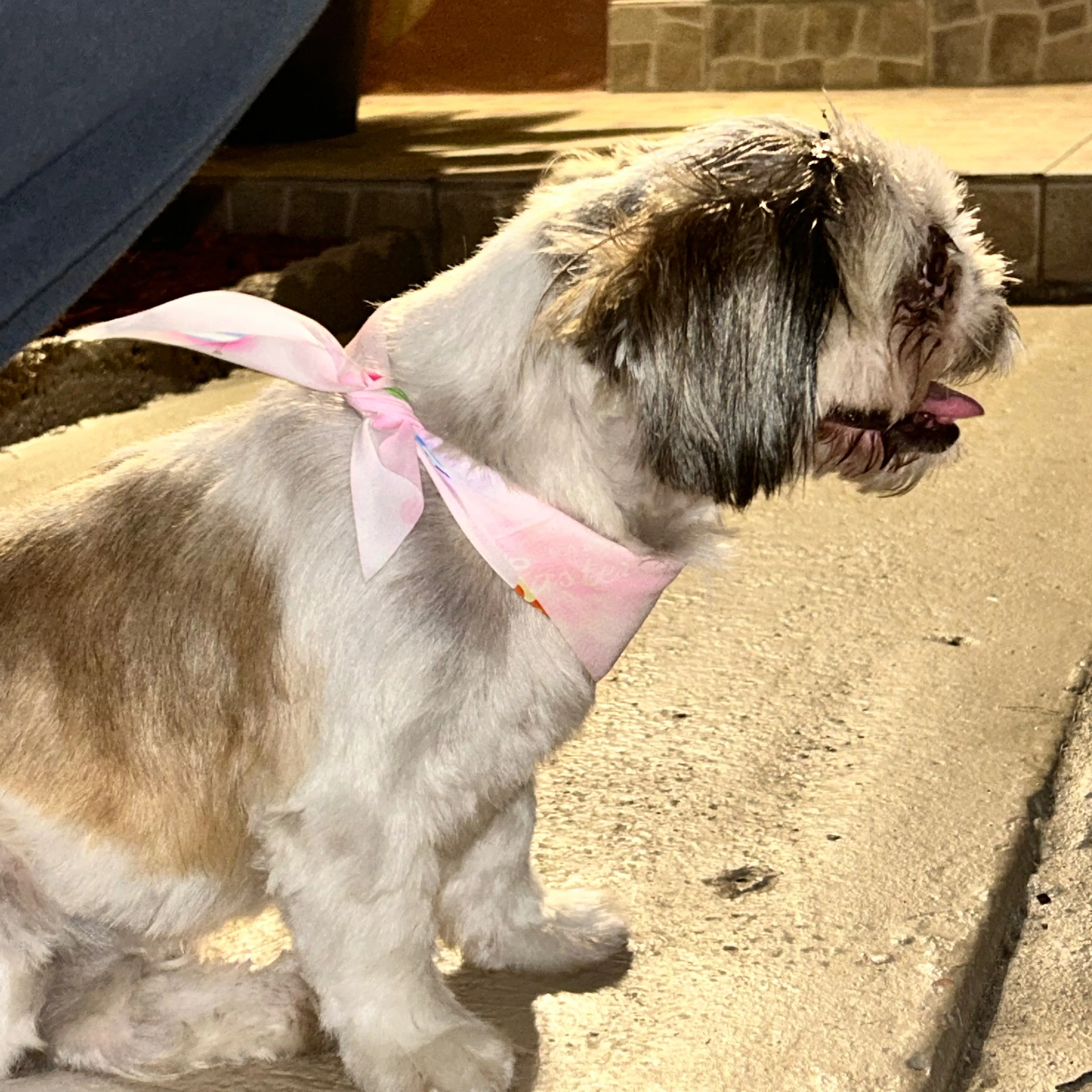 Found pet-1