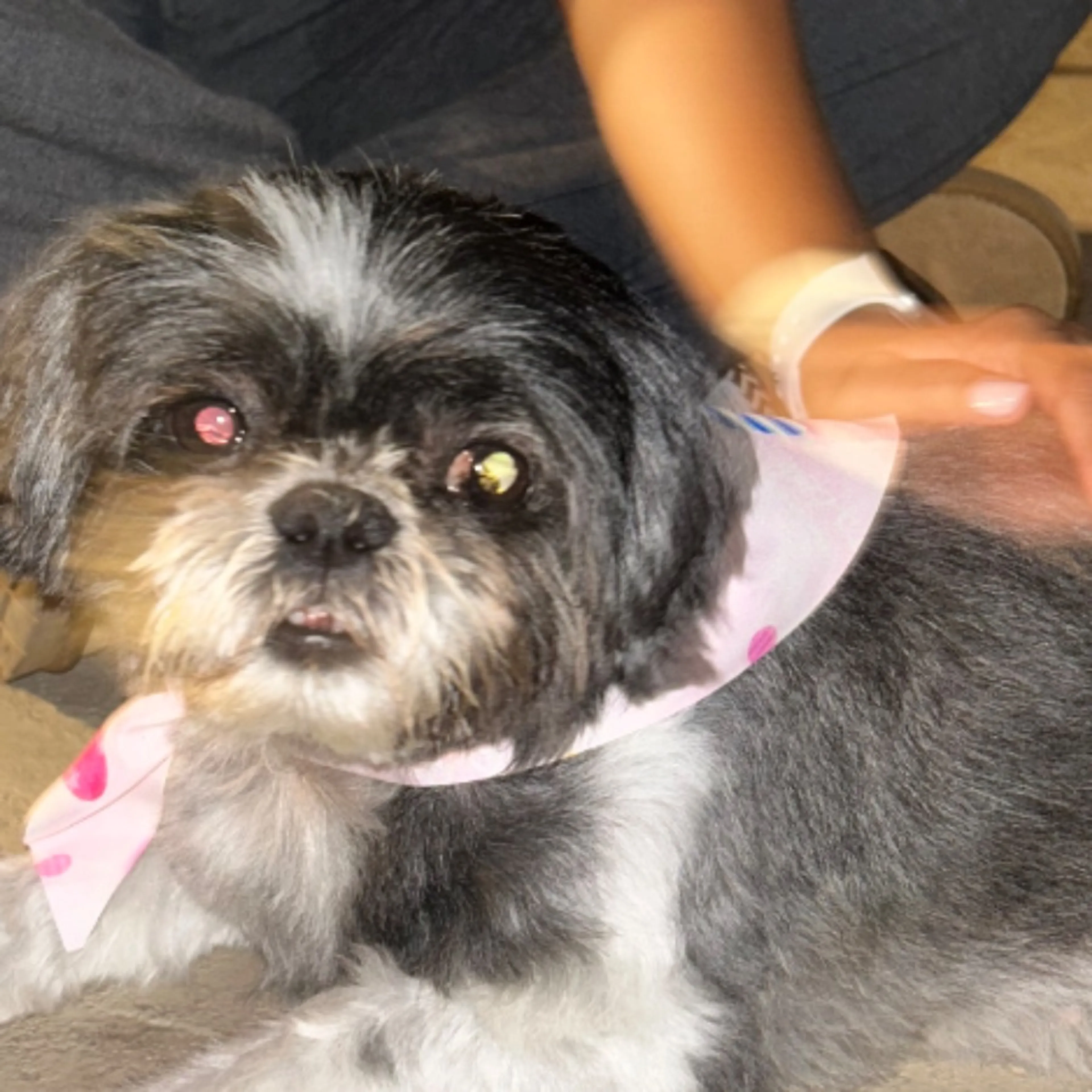 Found pet