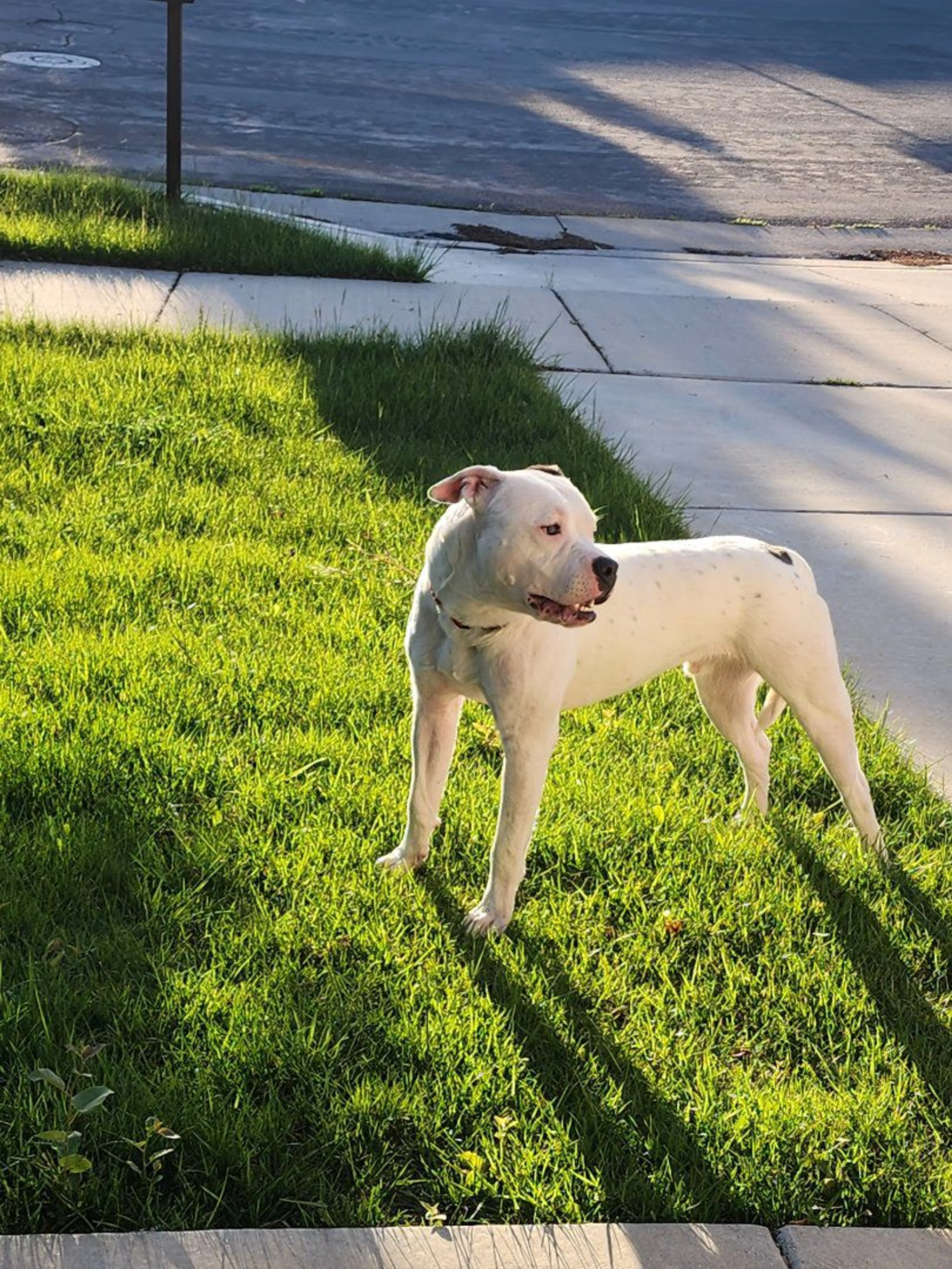 Lost pet-1