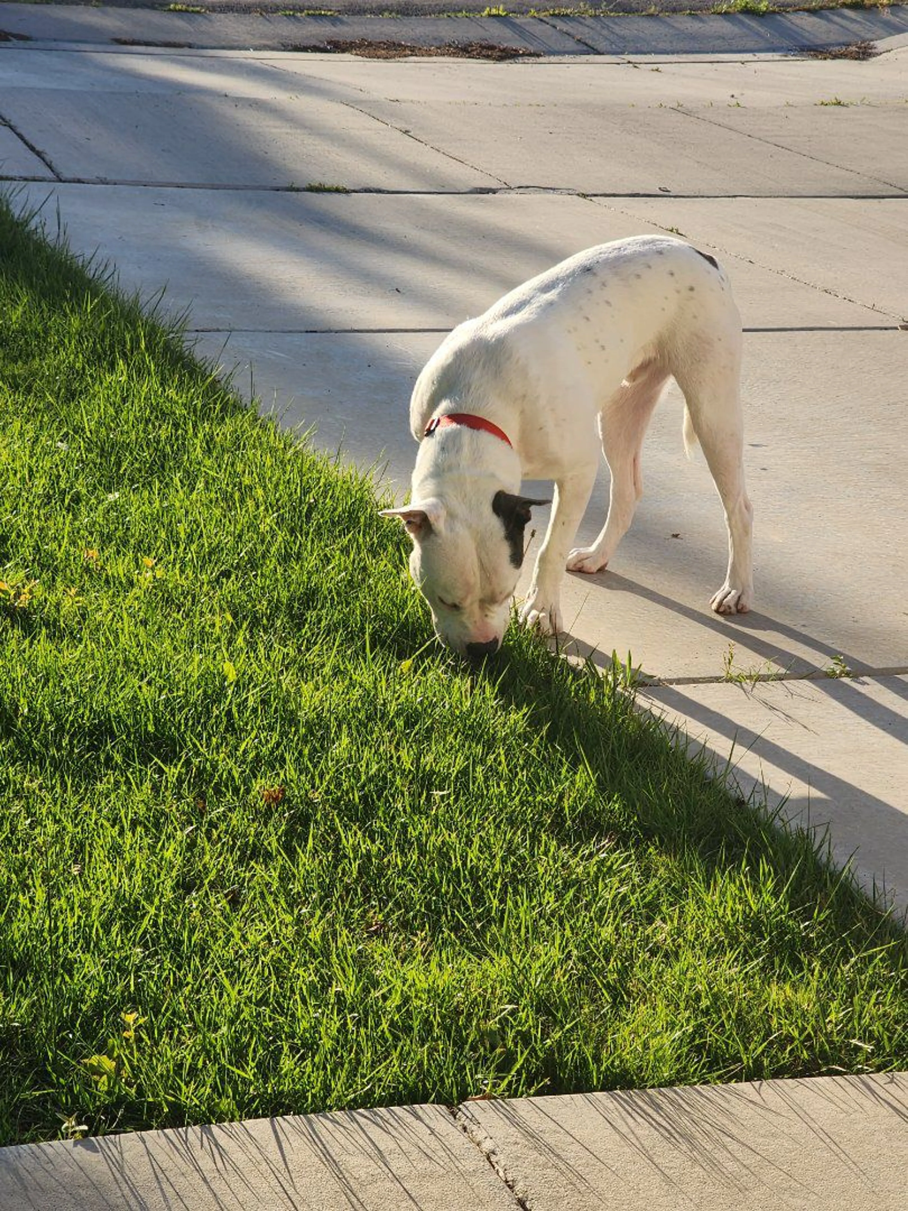 Lost pet-0