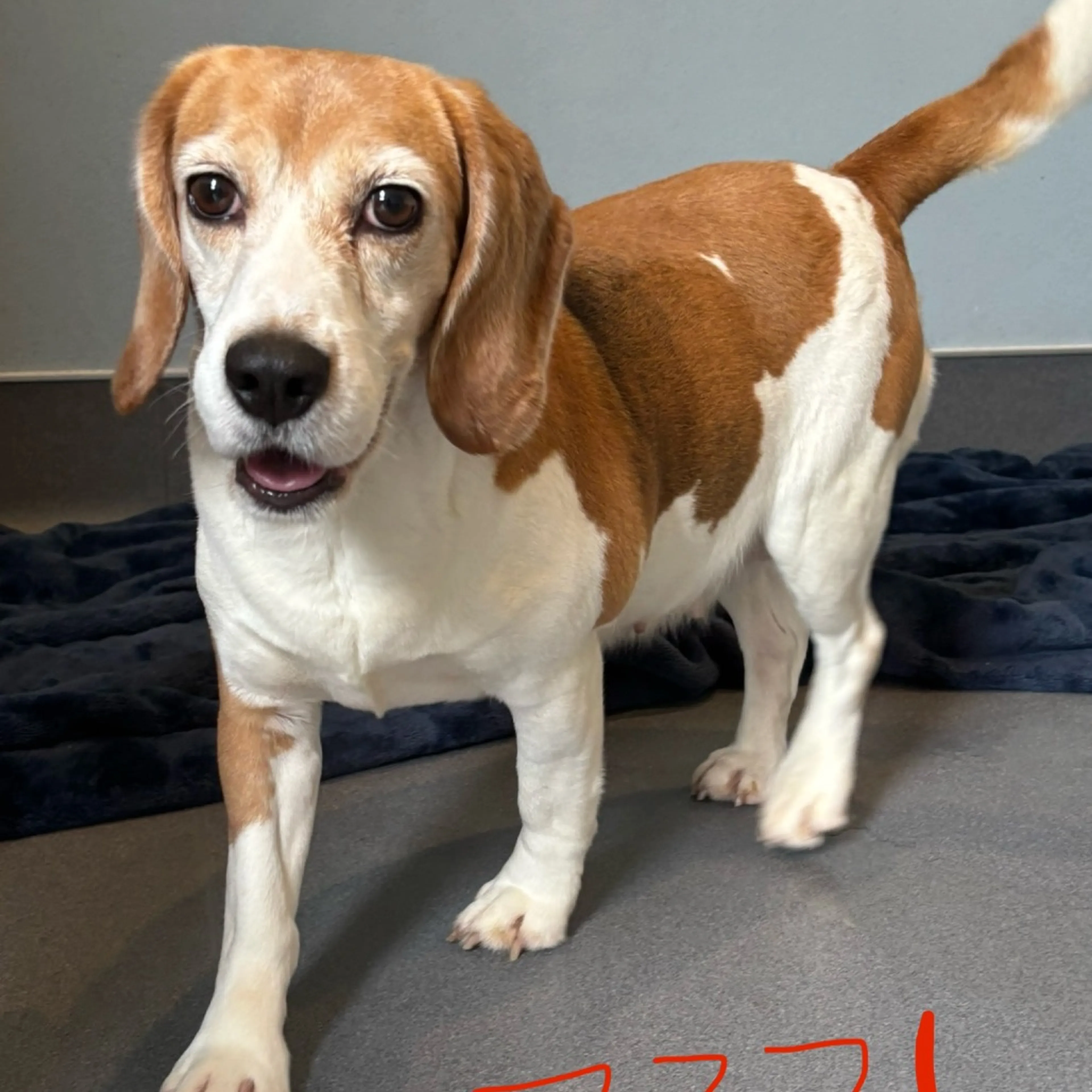 Found pet