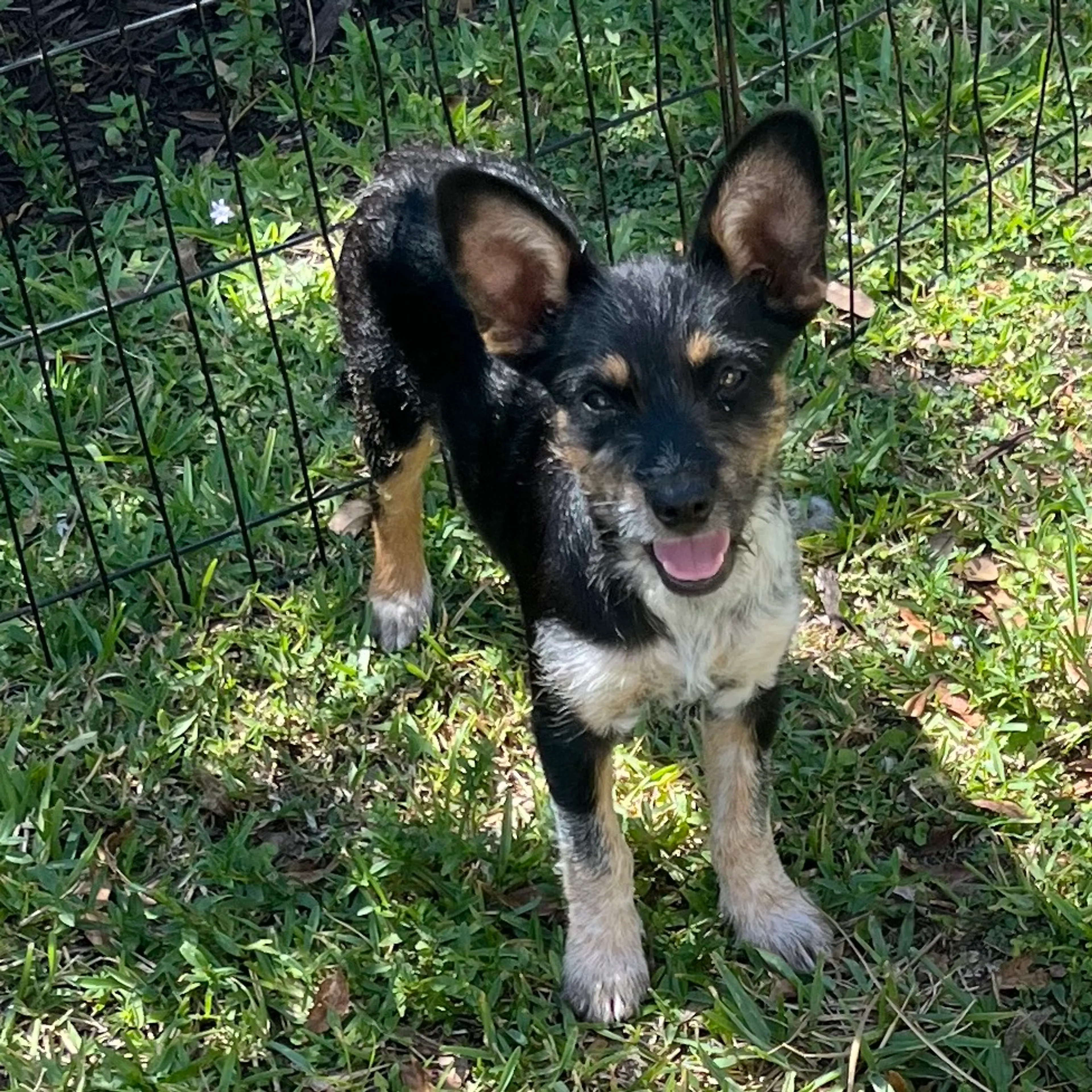 Found pet