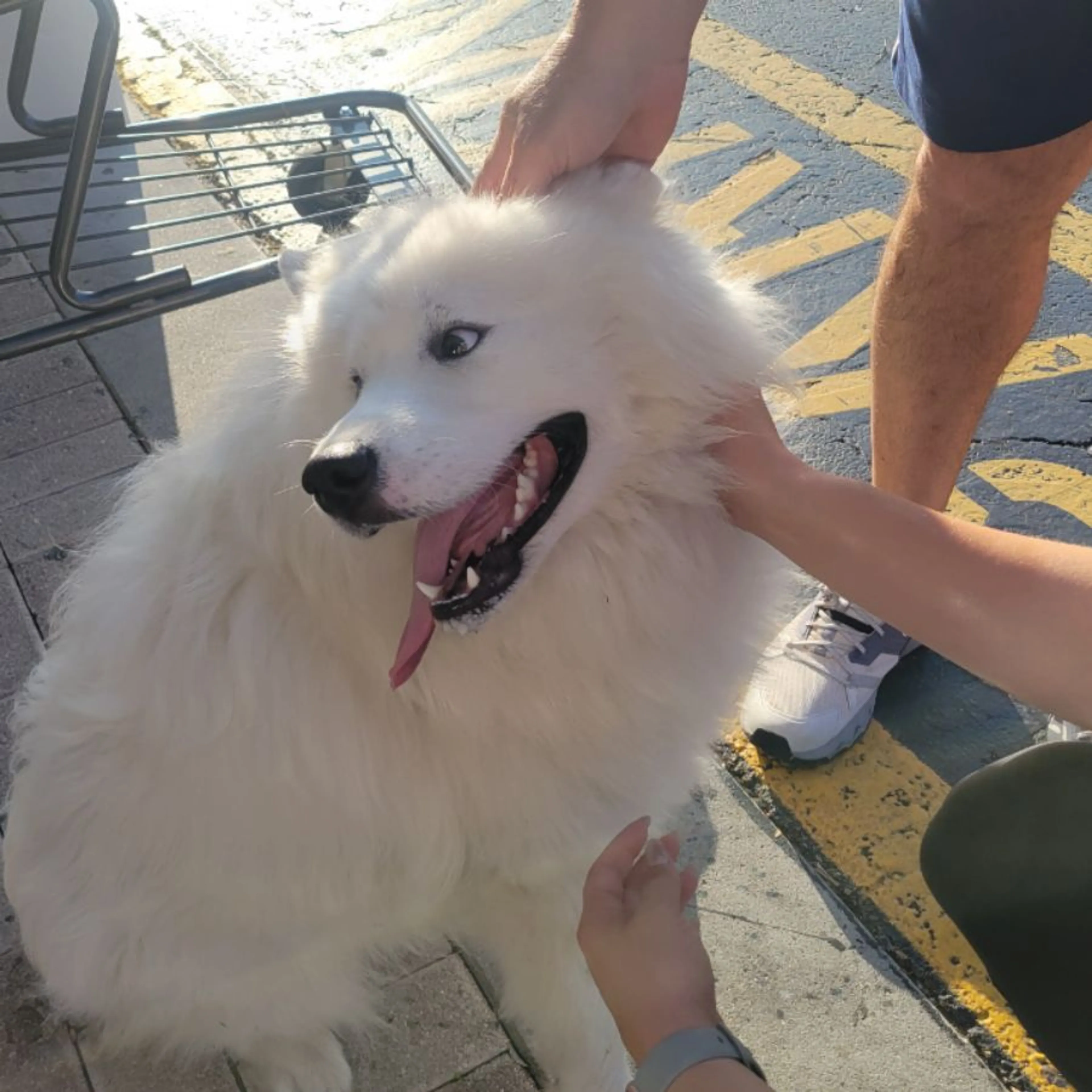 Found pet