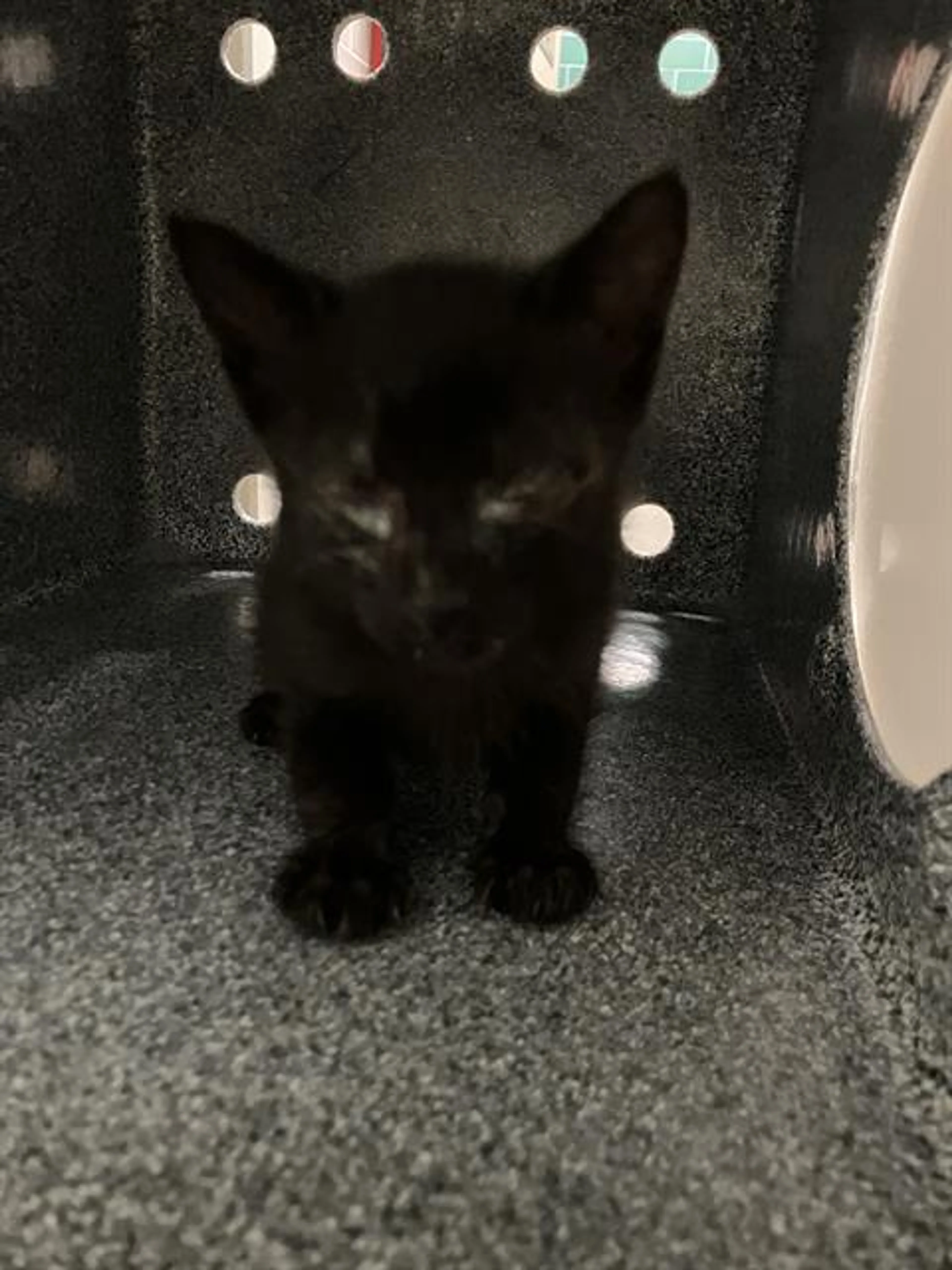 Found pet