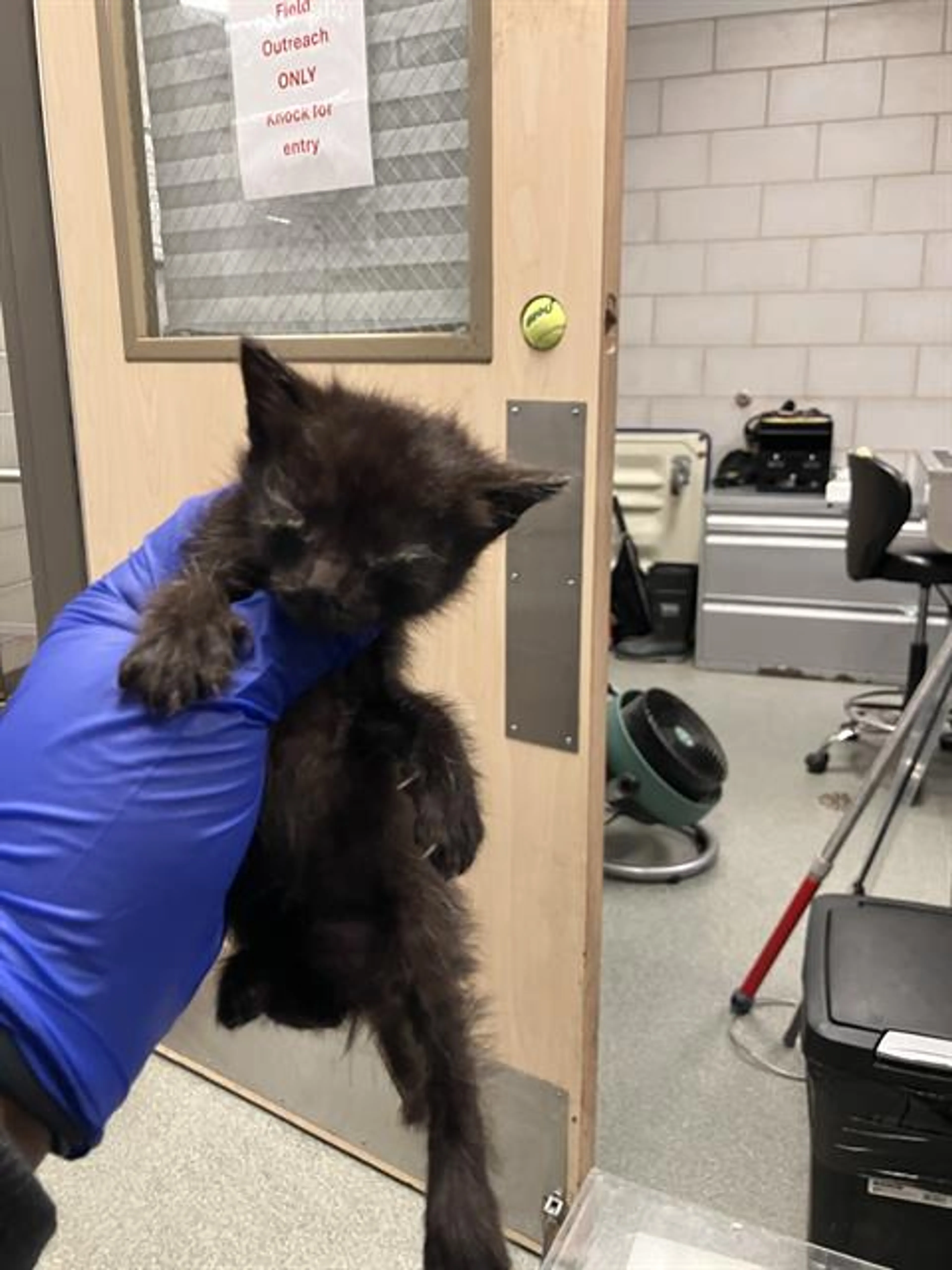 Found pet