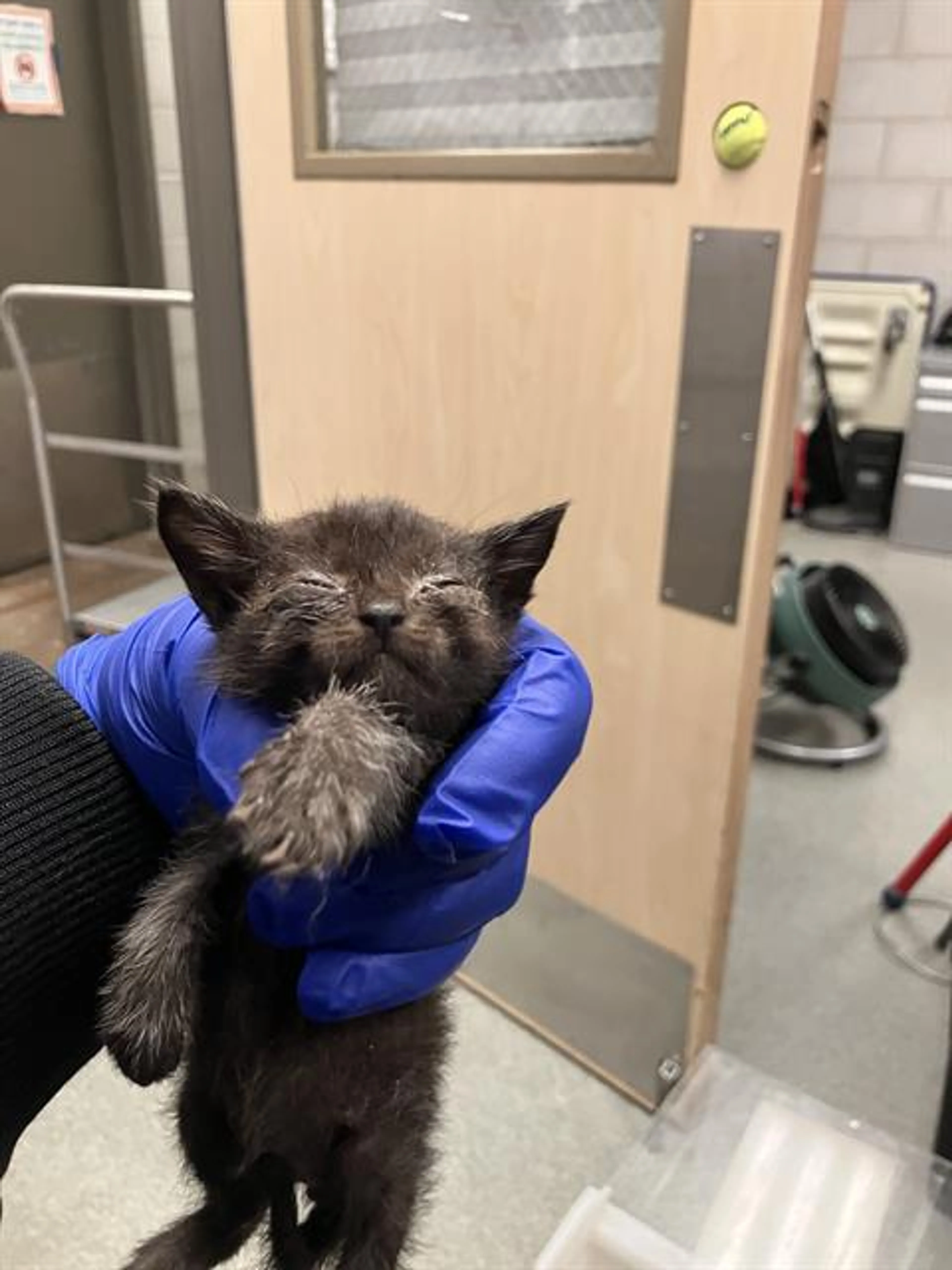 Found pet