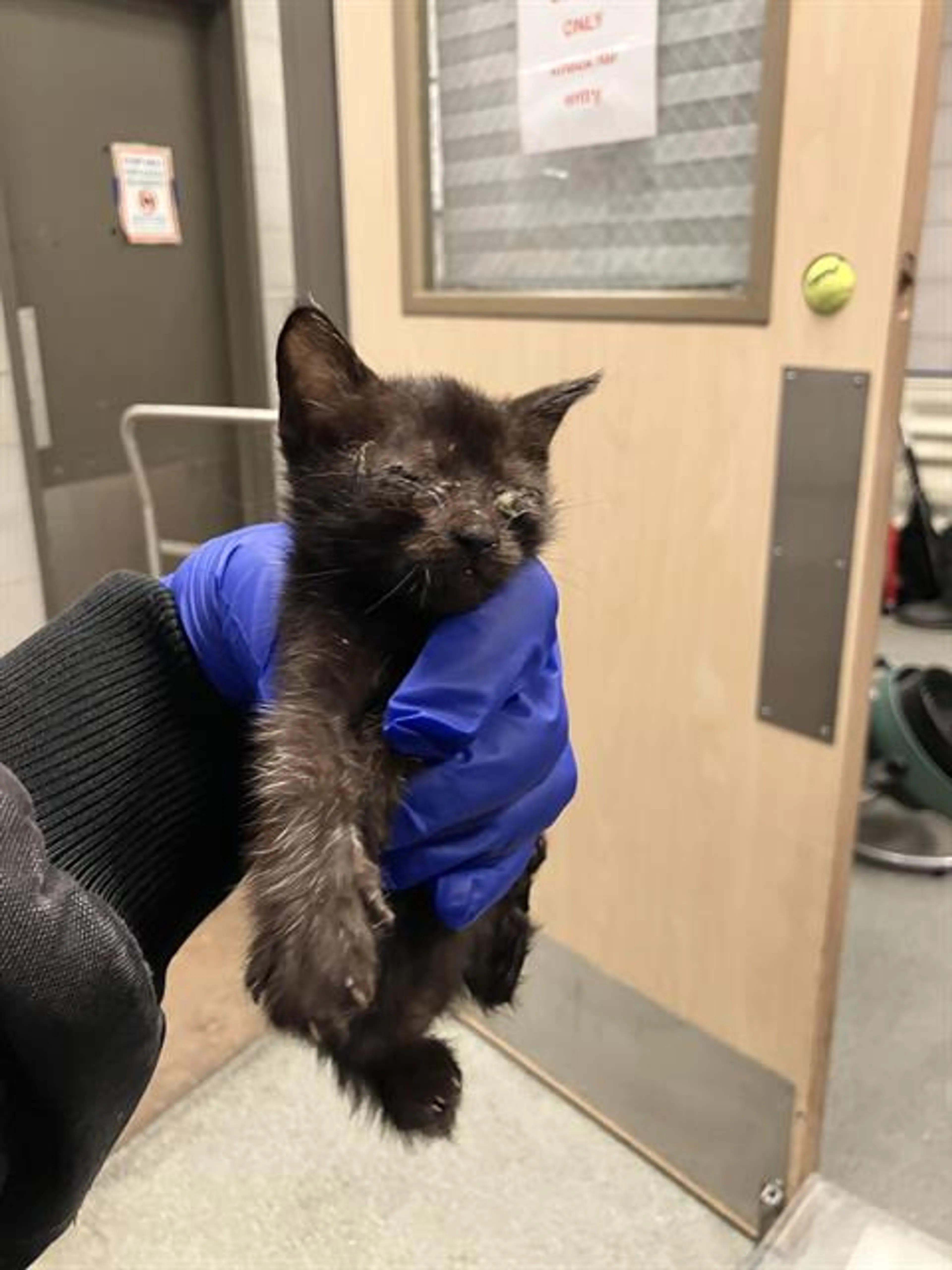 Found pet