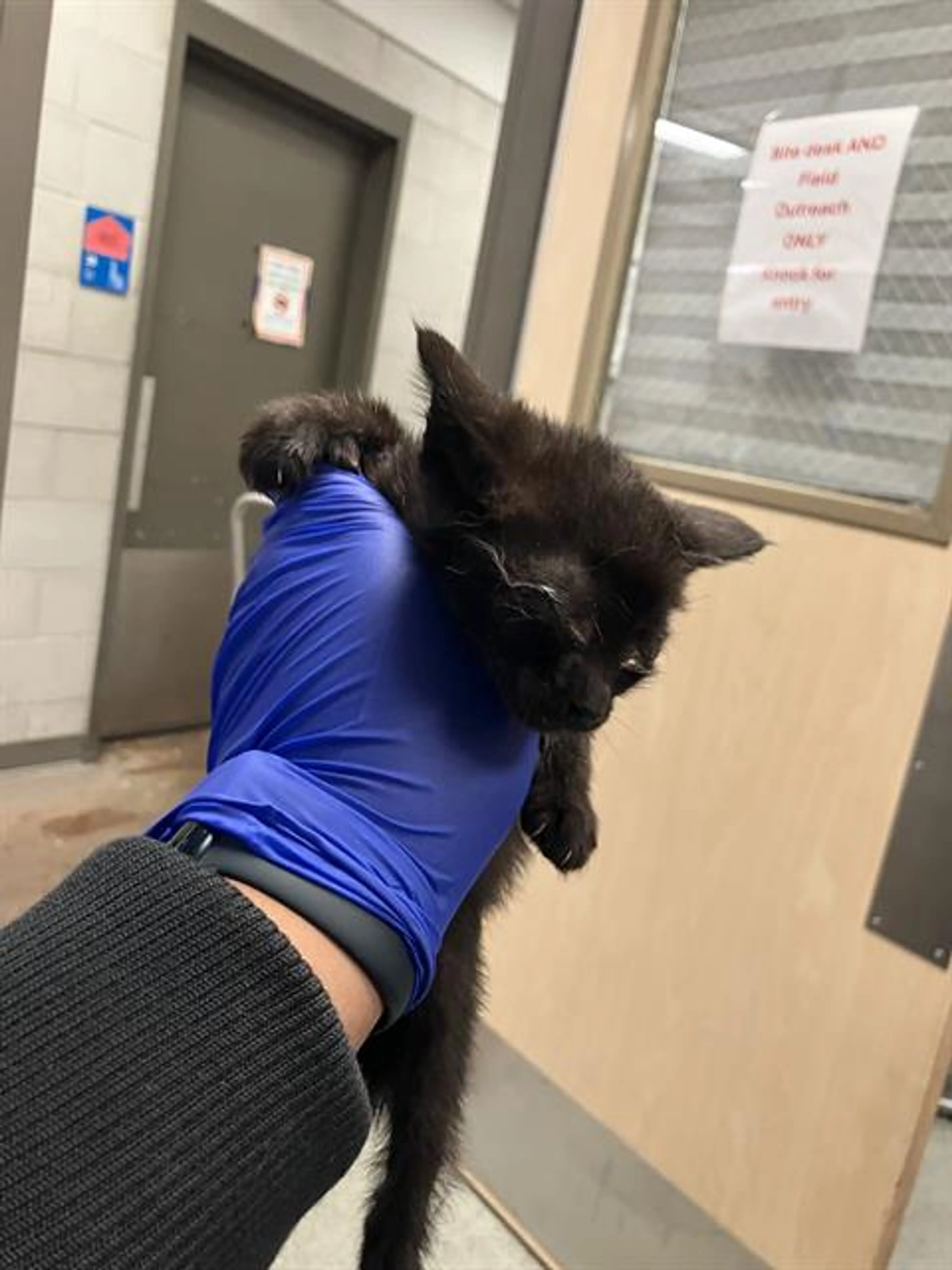 Found pet