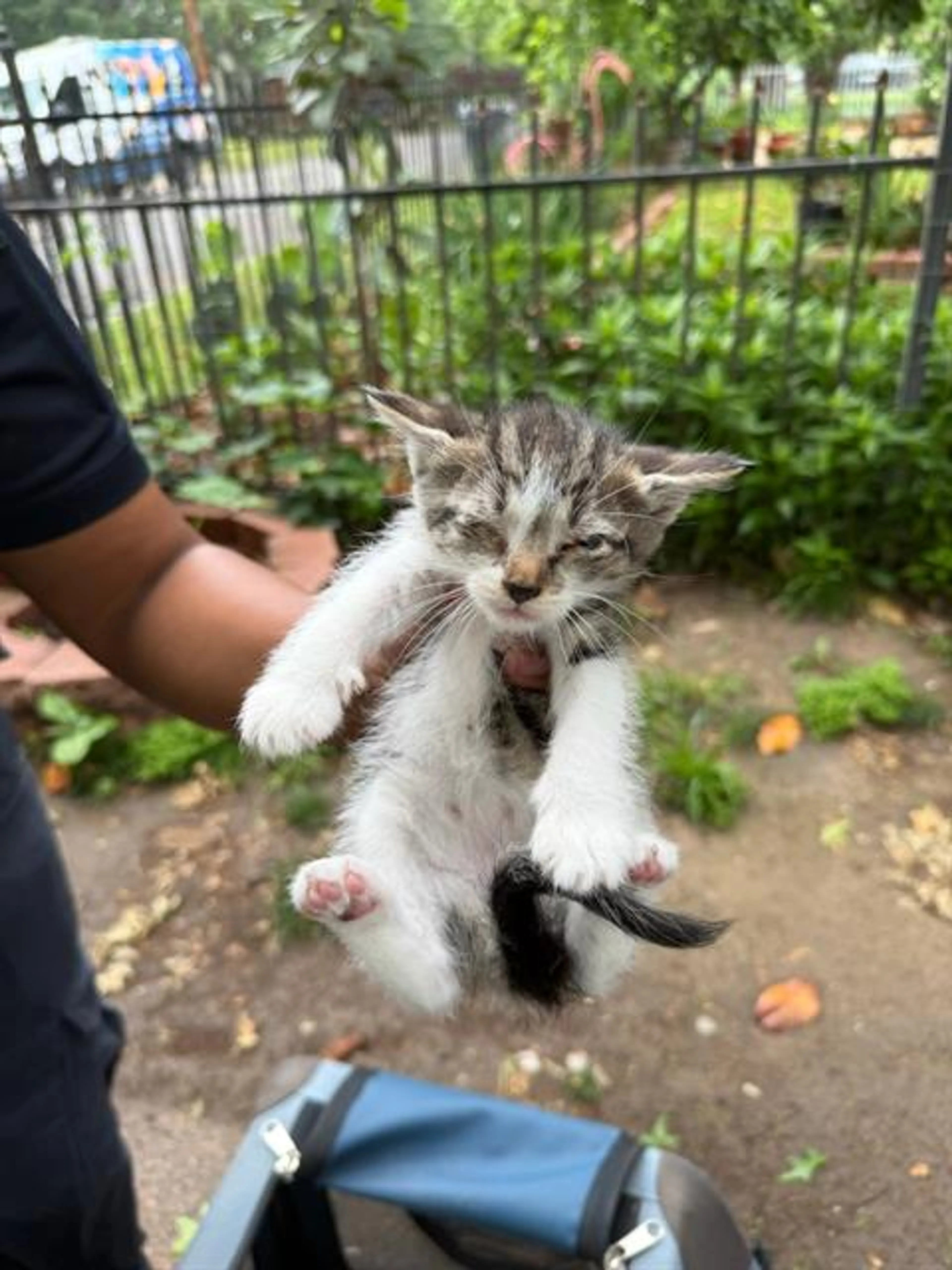Found pet
