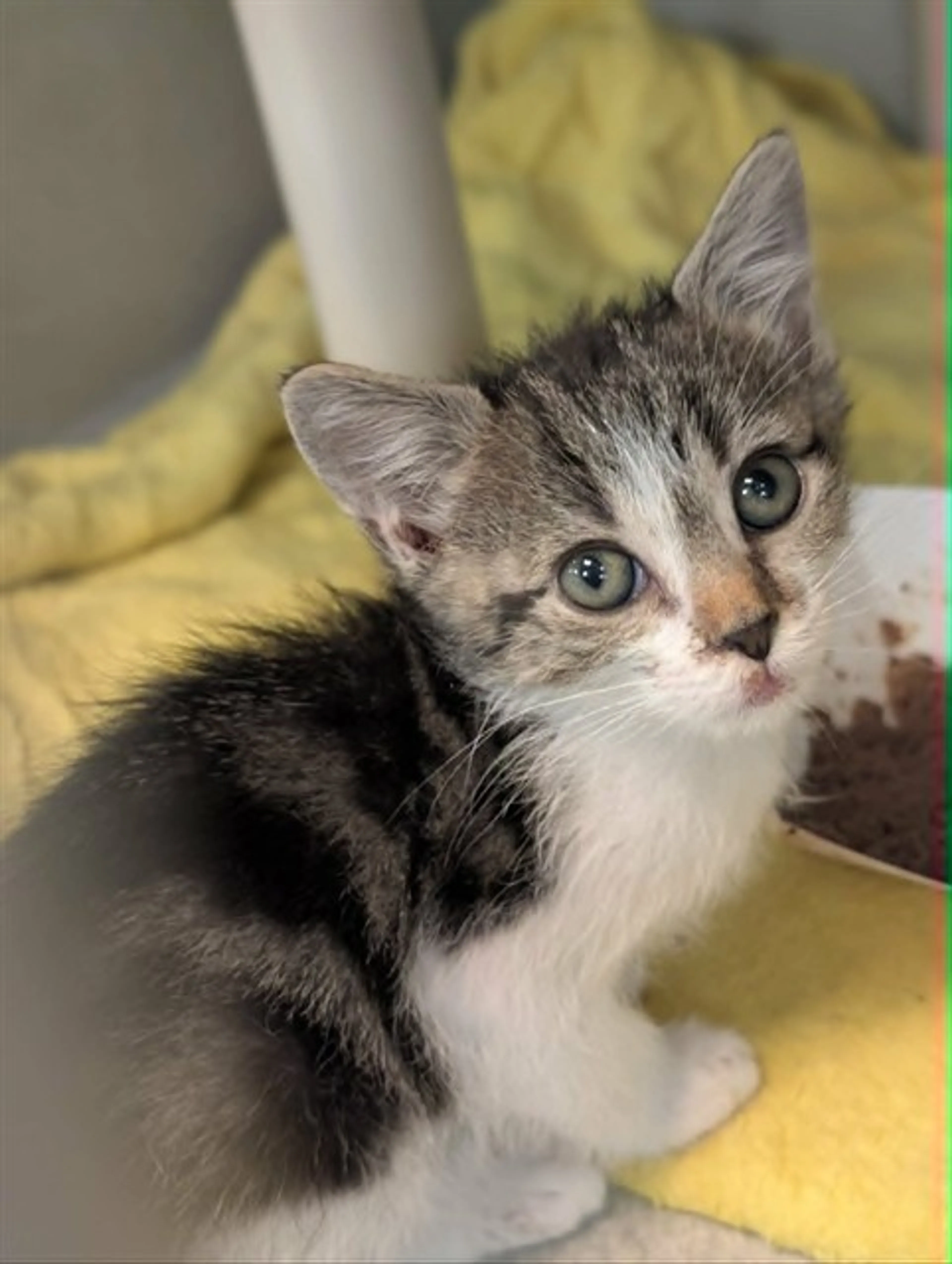 Found pet