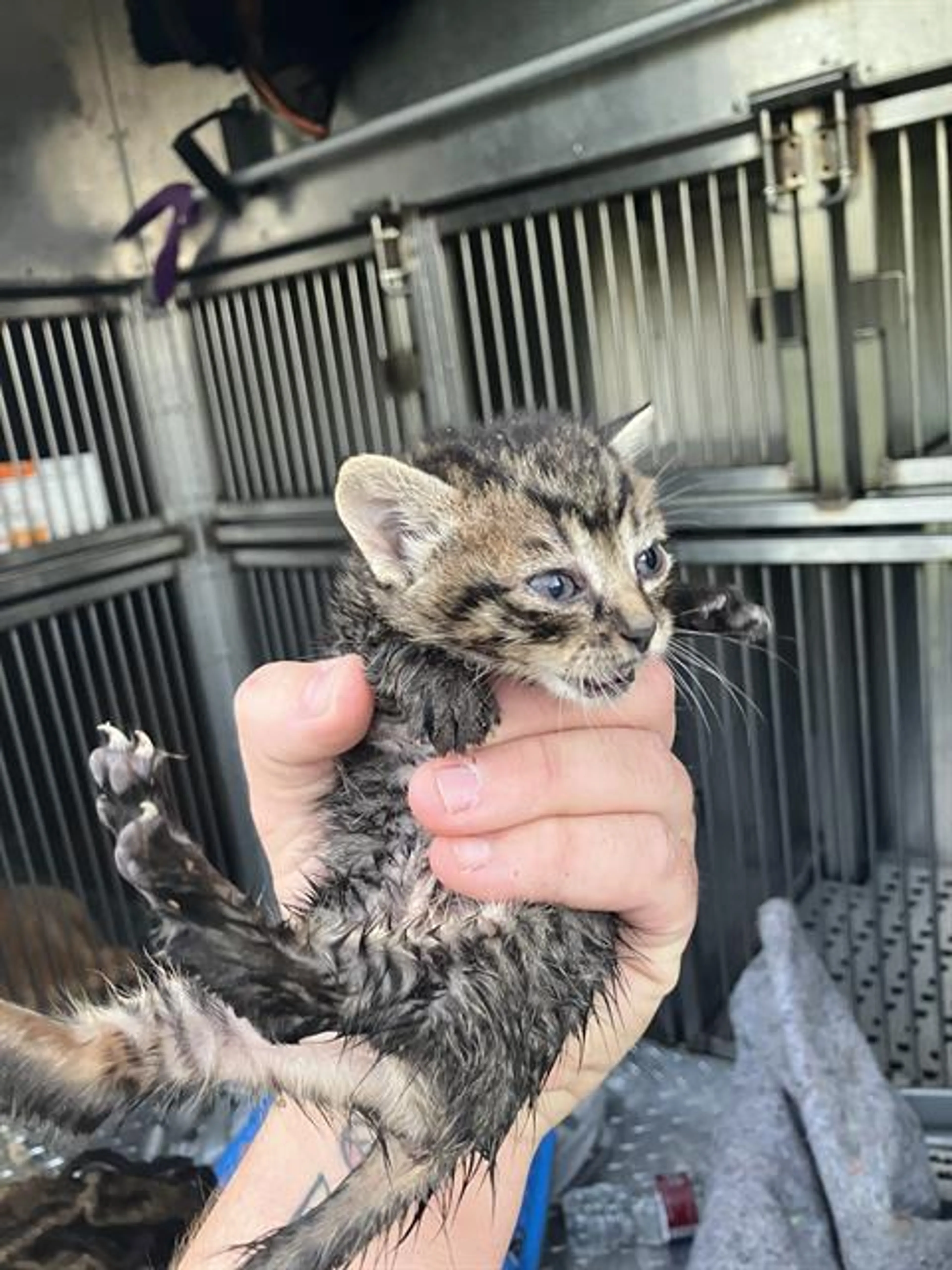 Found pet