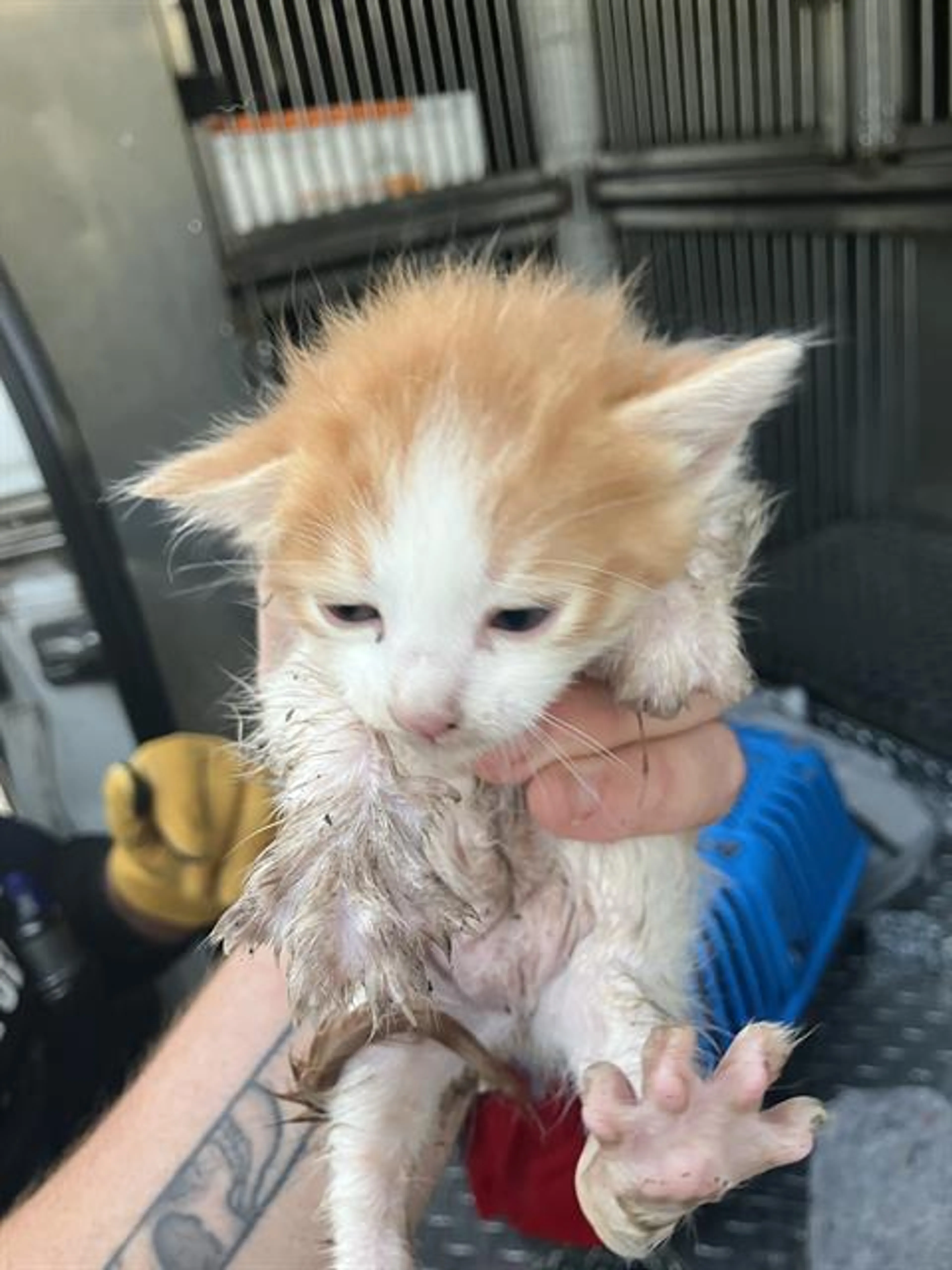 Found pet
