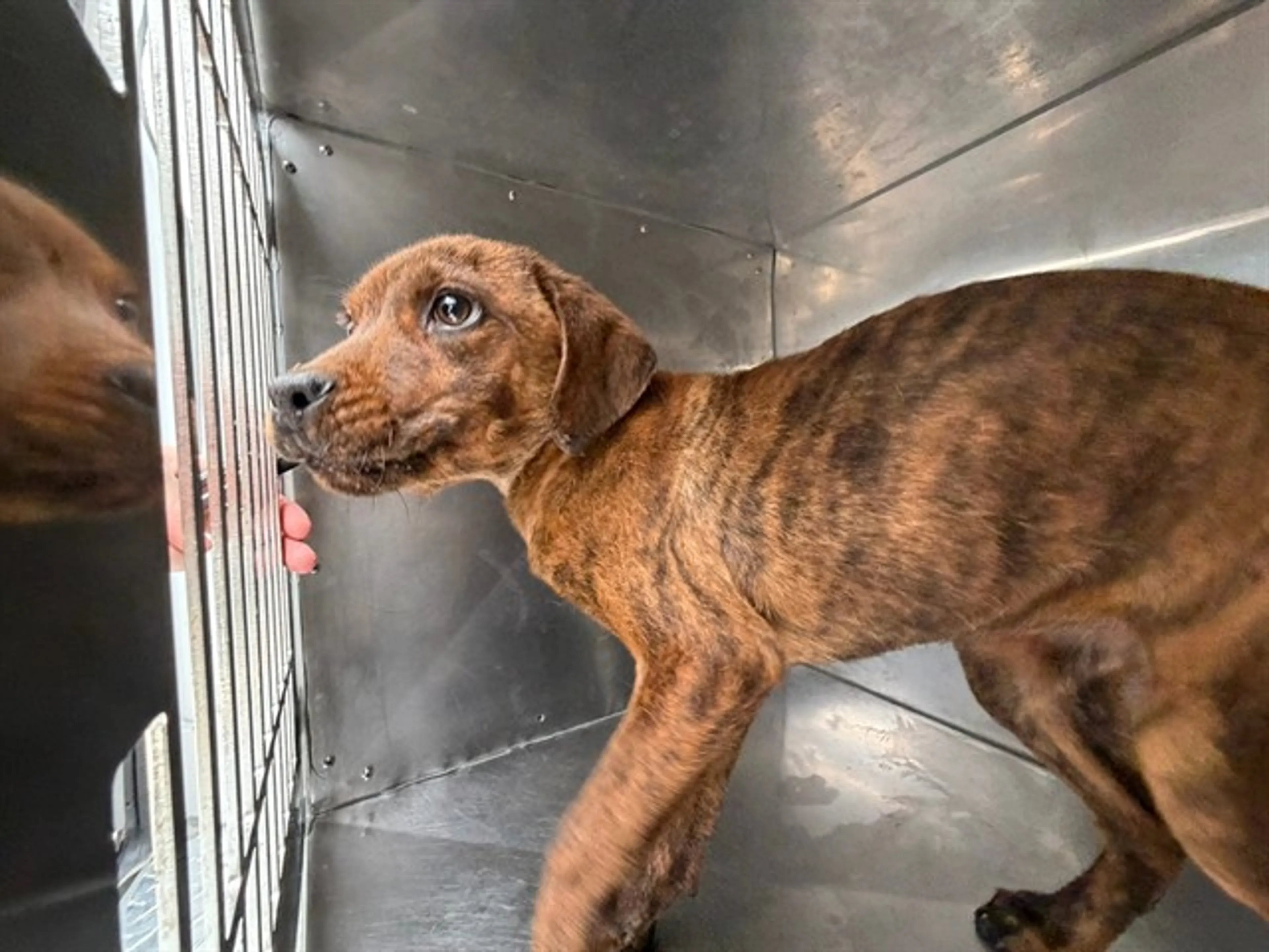 Found pet