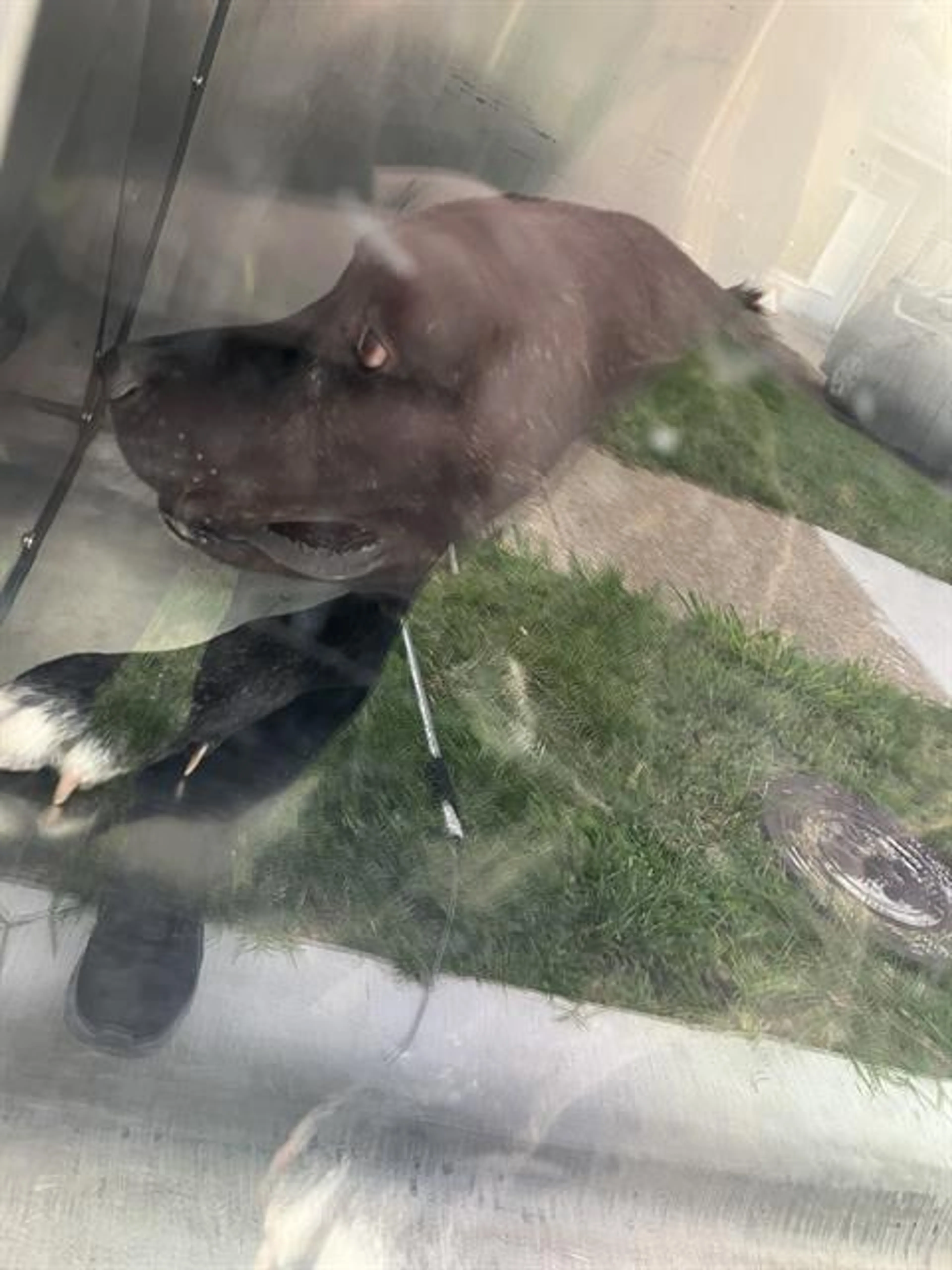 Found pet