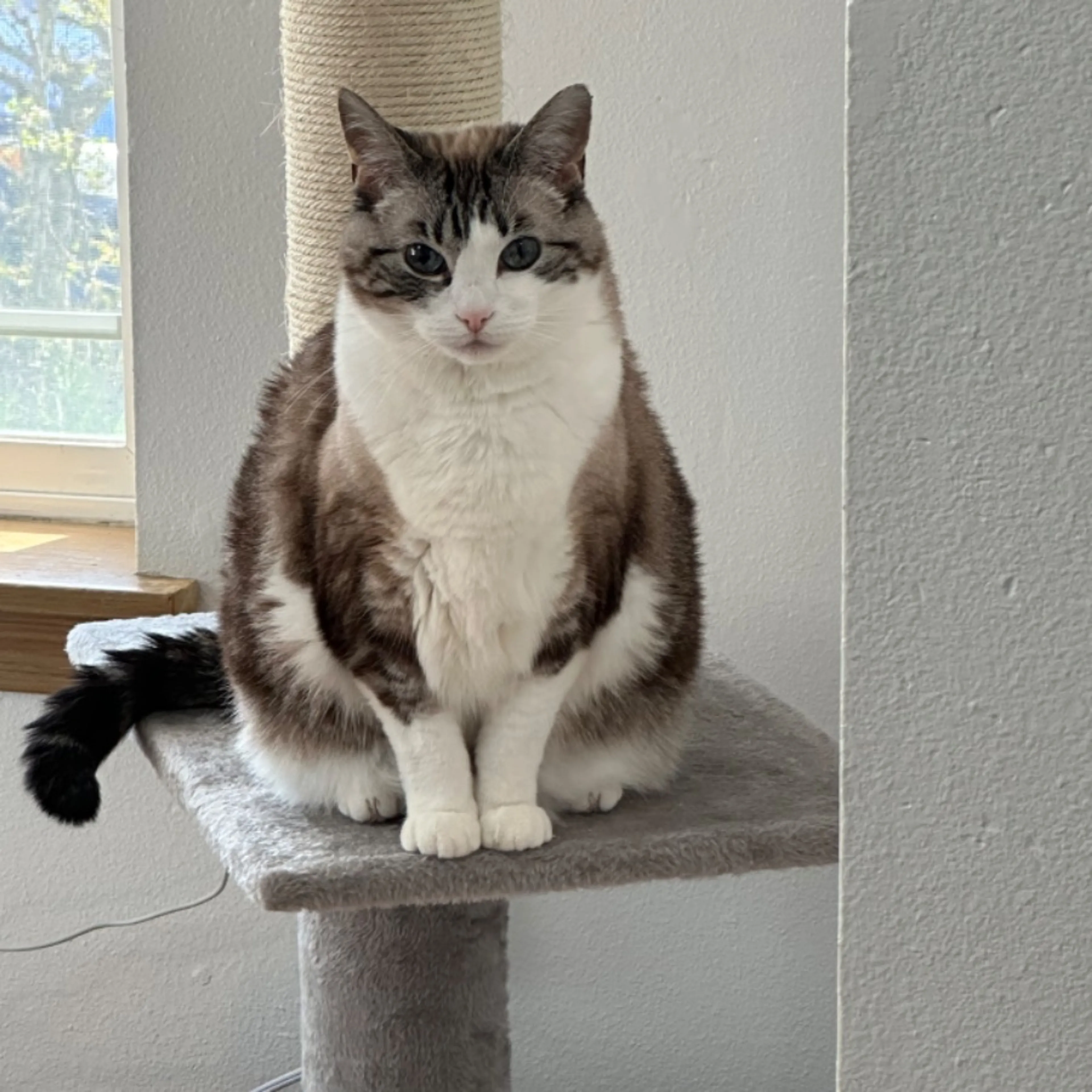 Lost pet
