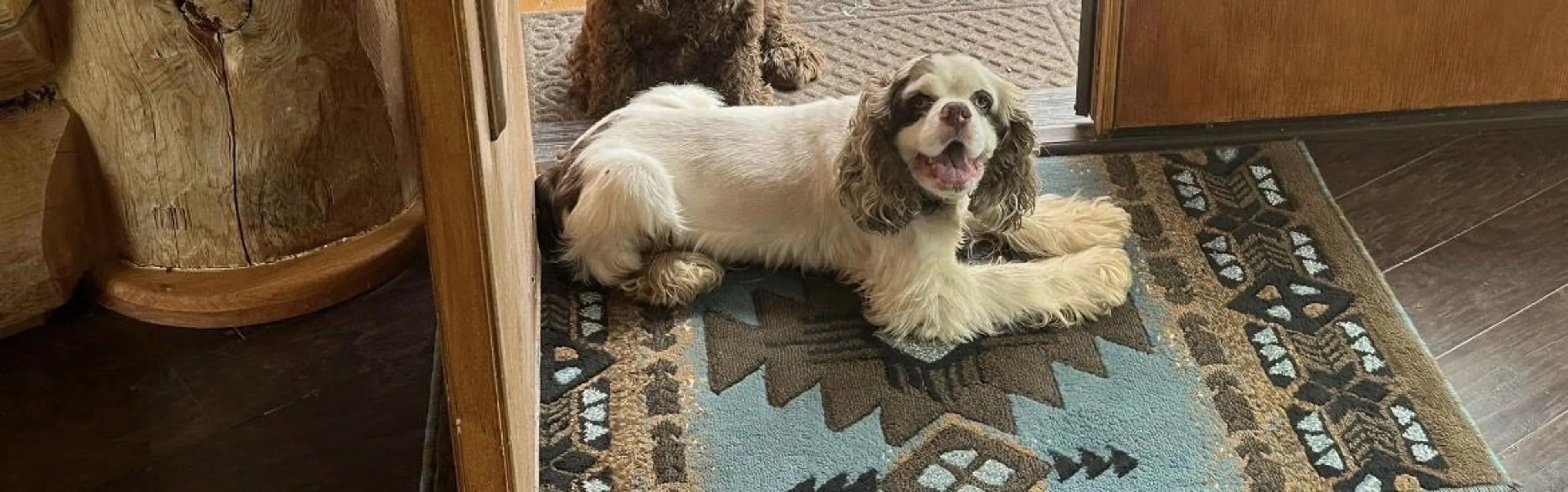 Lost pet-1